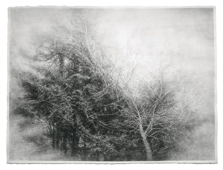 Sue Bryan Landscape Art - Fullness of the Wind (Framed Black & White Charcoal Landscape Drawing of a Tree)
