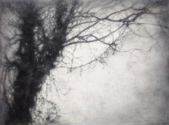 Treesong (Contemporary, Realist Charcoal Landscape Drawing by Sue Bryan)