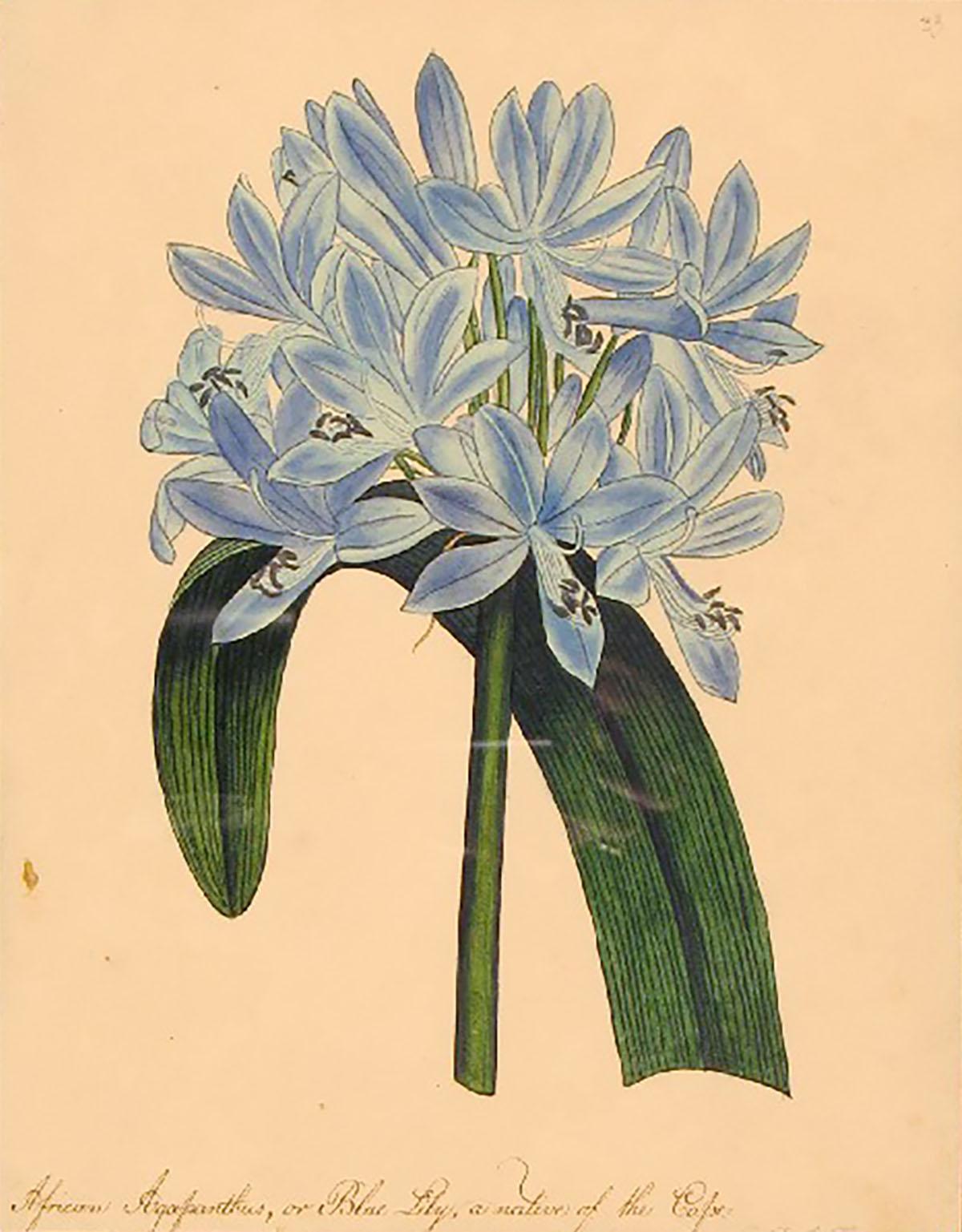 Frances Jauncey Ketchum Still-Life - African Agapanthus, or Blue Lily, a native of the Cape