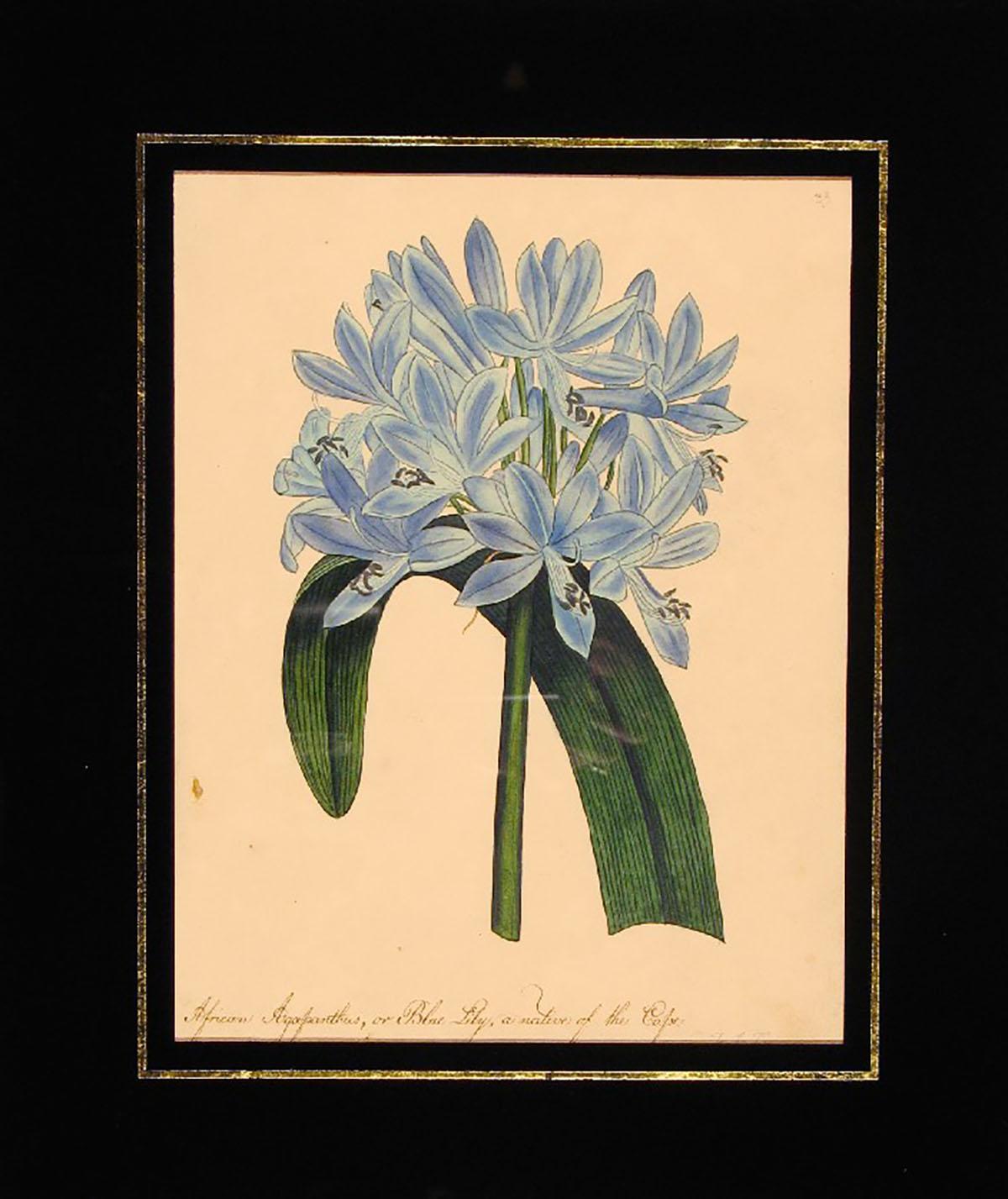 African Agapanthus, or Blue Lily, a native of the Cape - Art by Frances Jauncey Ketchum