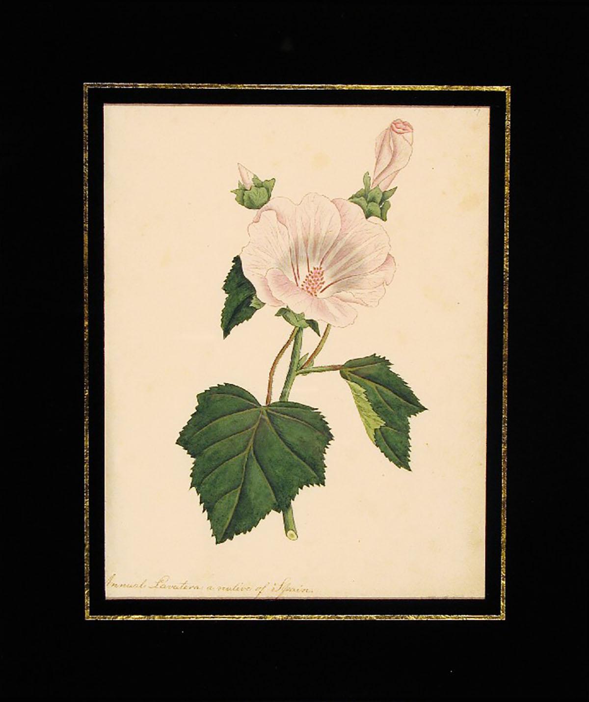 Annual Lavatera a native of Spain - Art by Frances Jauncey Ketchum