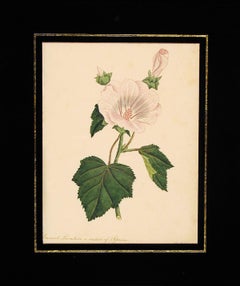 Lavatera Annual est originaire d'Espagne