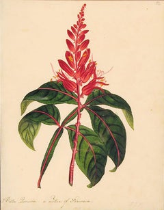 Cuasia amarga, originaria de Surinam