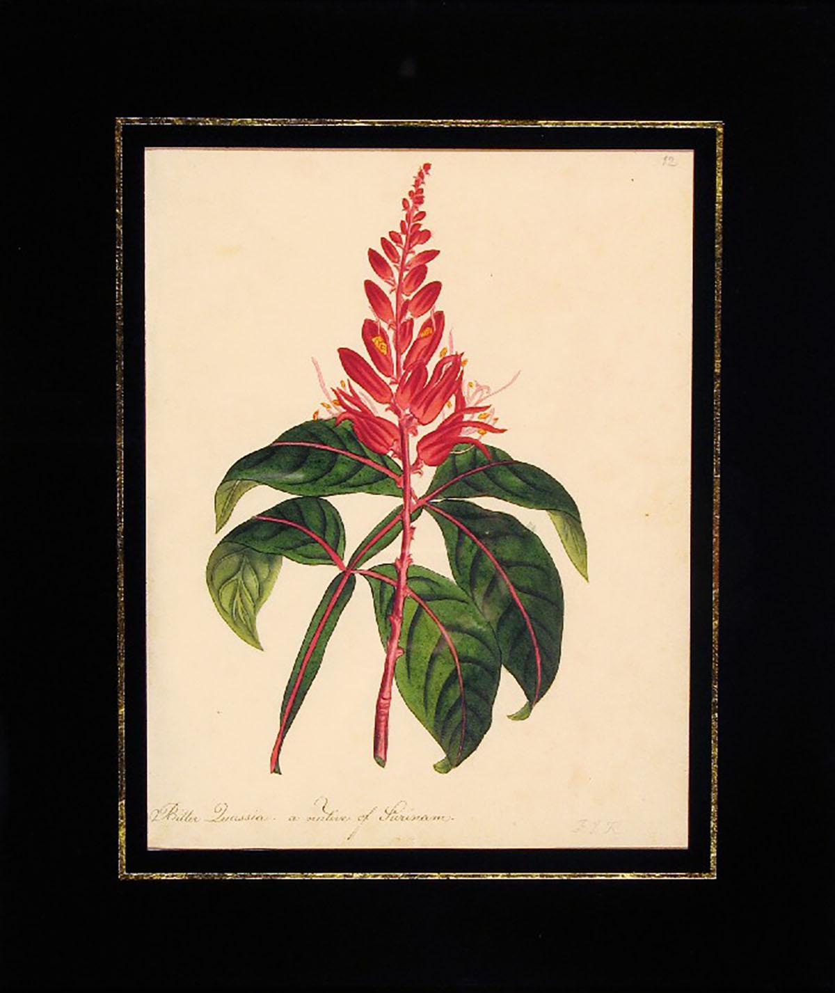 Bitter Quassia, a native of Surinam - Art by Frances Jauncey Ketchum
