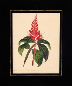 Bitter Quassia, originaire de Surinam