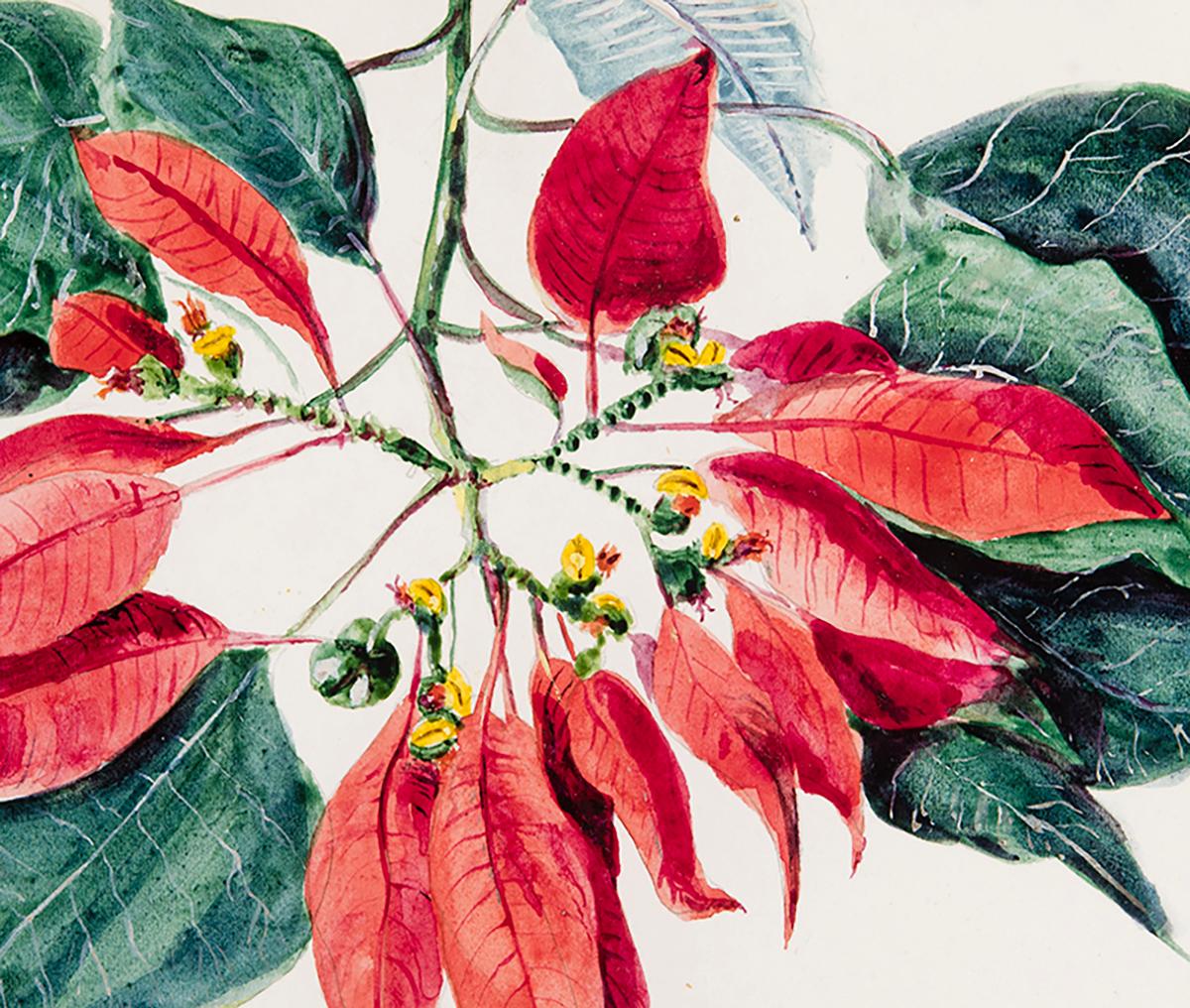 Flox de Pascua-Magnolia (Tropische Bäume und Pflanzen)  (Beige), Still-Life, von Charles De Wolf Brownell