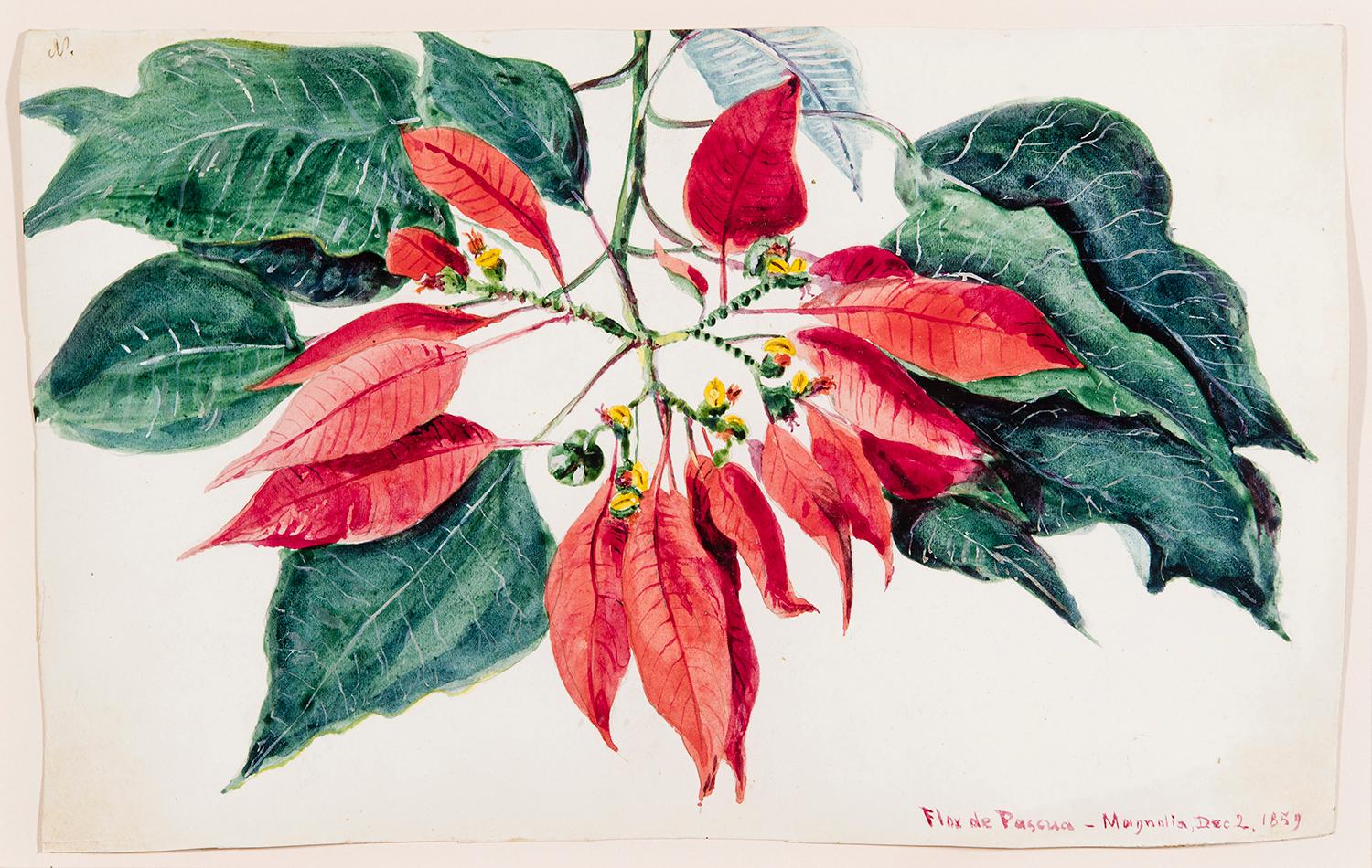 Charles De Wolf Brownell Still-Life – Flox de Pascua-Magnolia (Tropische Bäume und Pflanzen) 
