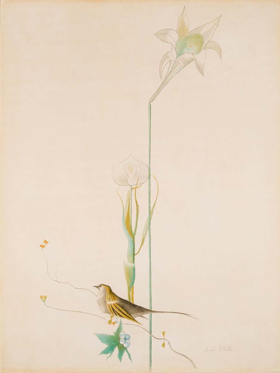 Lily and Bird