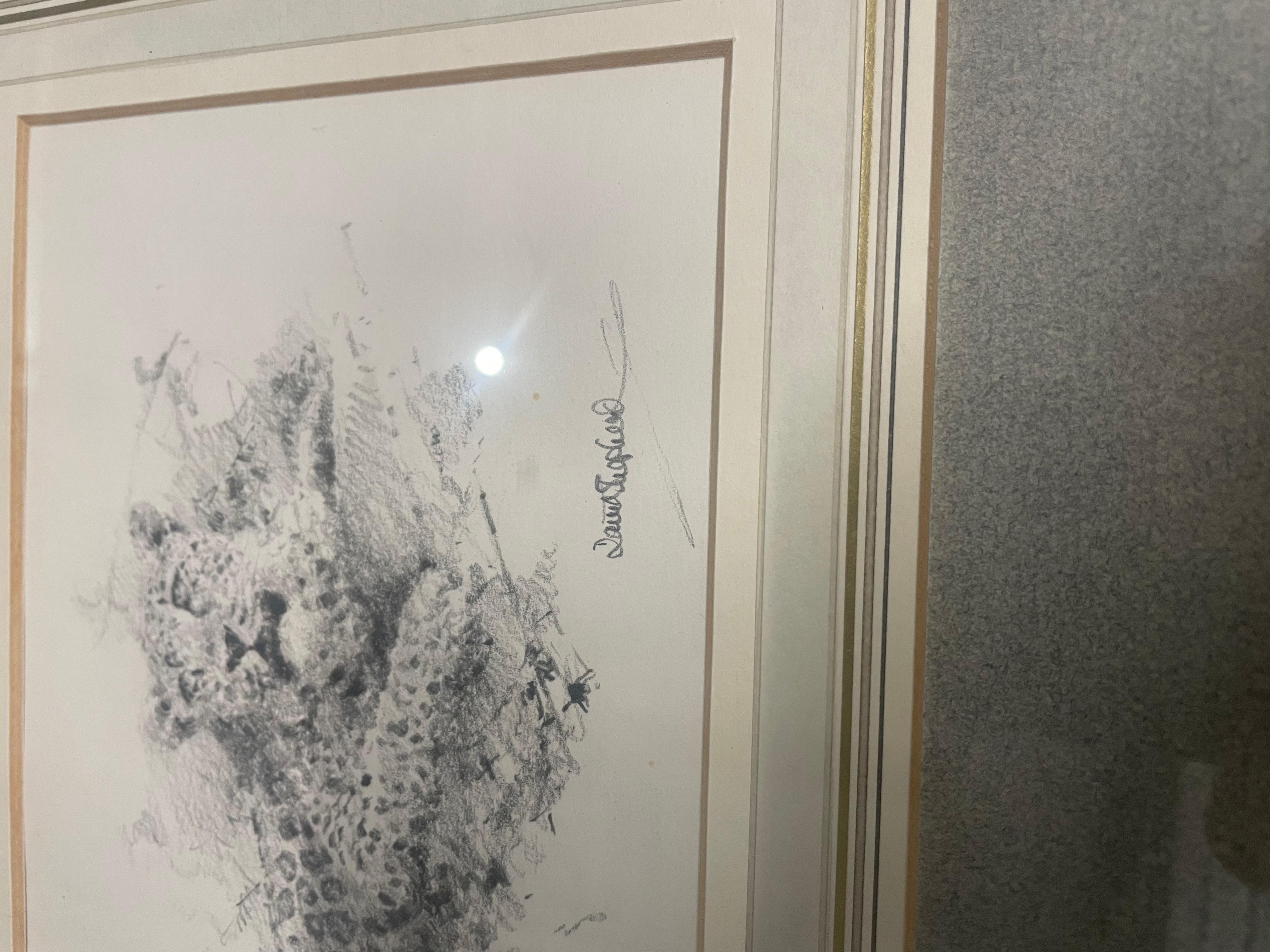 Se trata de un David Shepherd, (británico, 1931-2017) El cachorro de leopardo, Lápiz sobre papel . En buen estado medidas Marco: 12 por 16 pulgadas 
Mira: 4 1/2 por 7 pulgadas