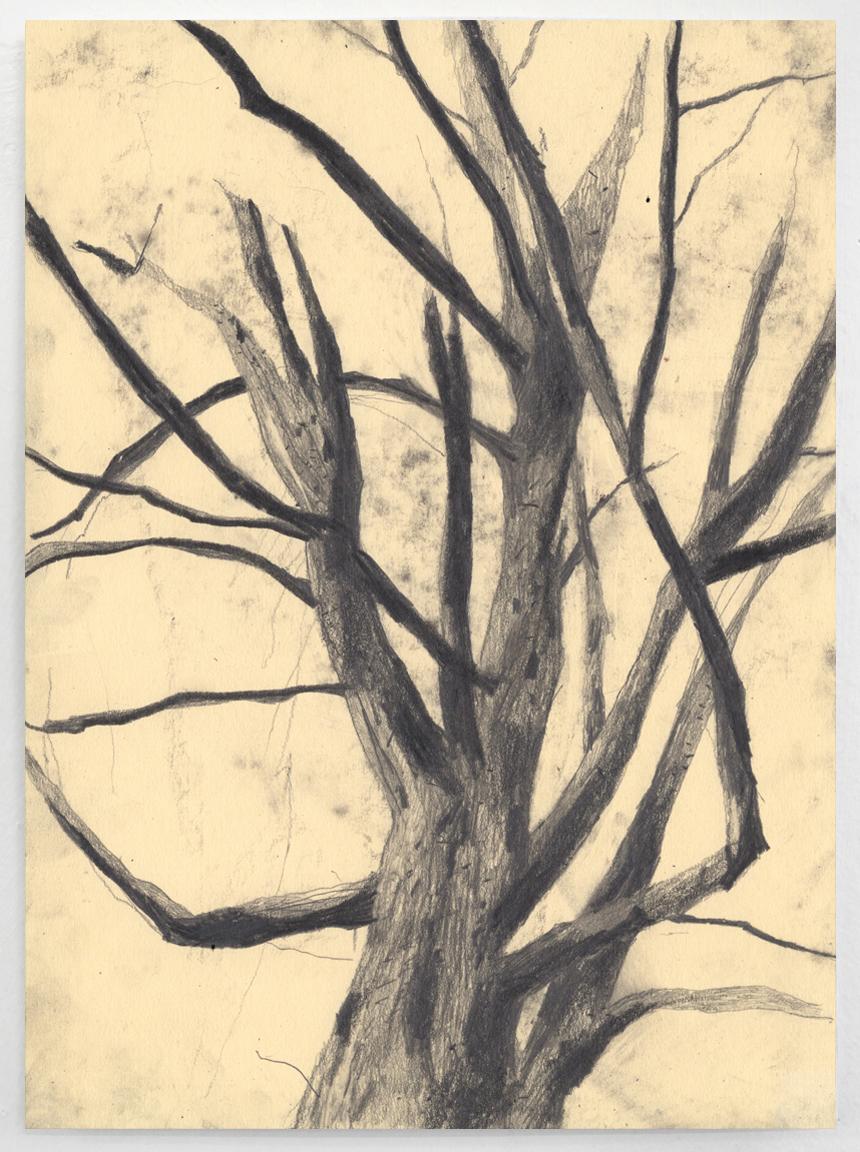 One-of-a-kind artwork by Eva Sozap featuring graphite on cream-toned archival paper. Similar to the the fantastic nature drawings by American artist Andrew Wyeth, this drawings captures a poetic beauty and timeless character. 

This artwork is
