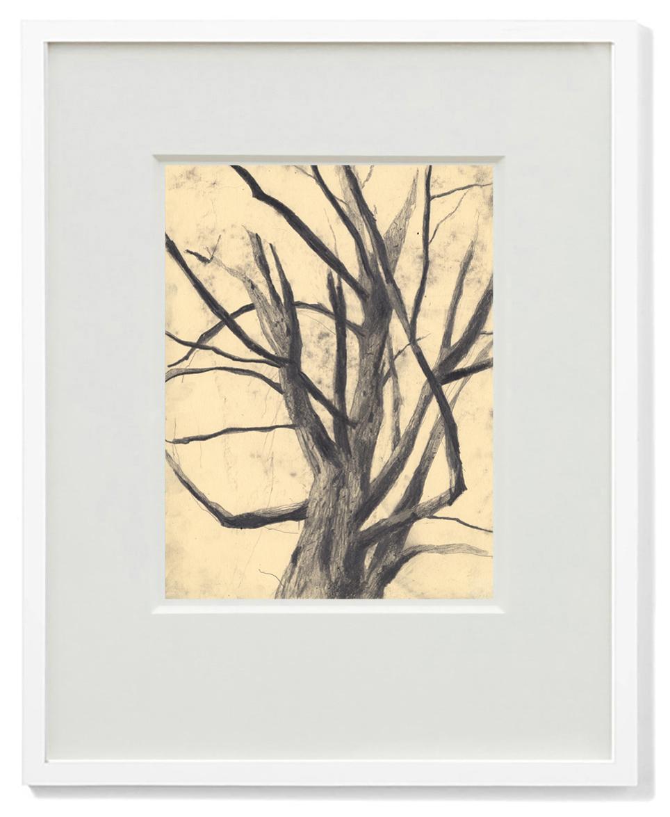 Sweet Tree 1 - Botanical Still Life Drawing by Eva Sozap For Sale 2