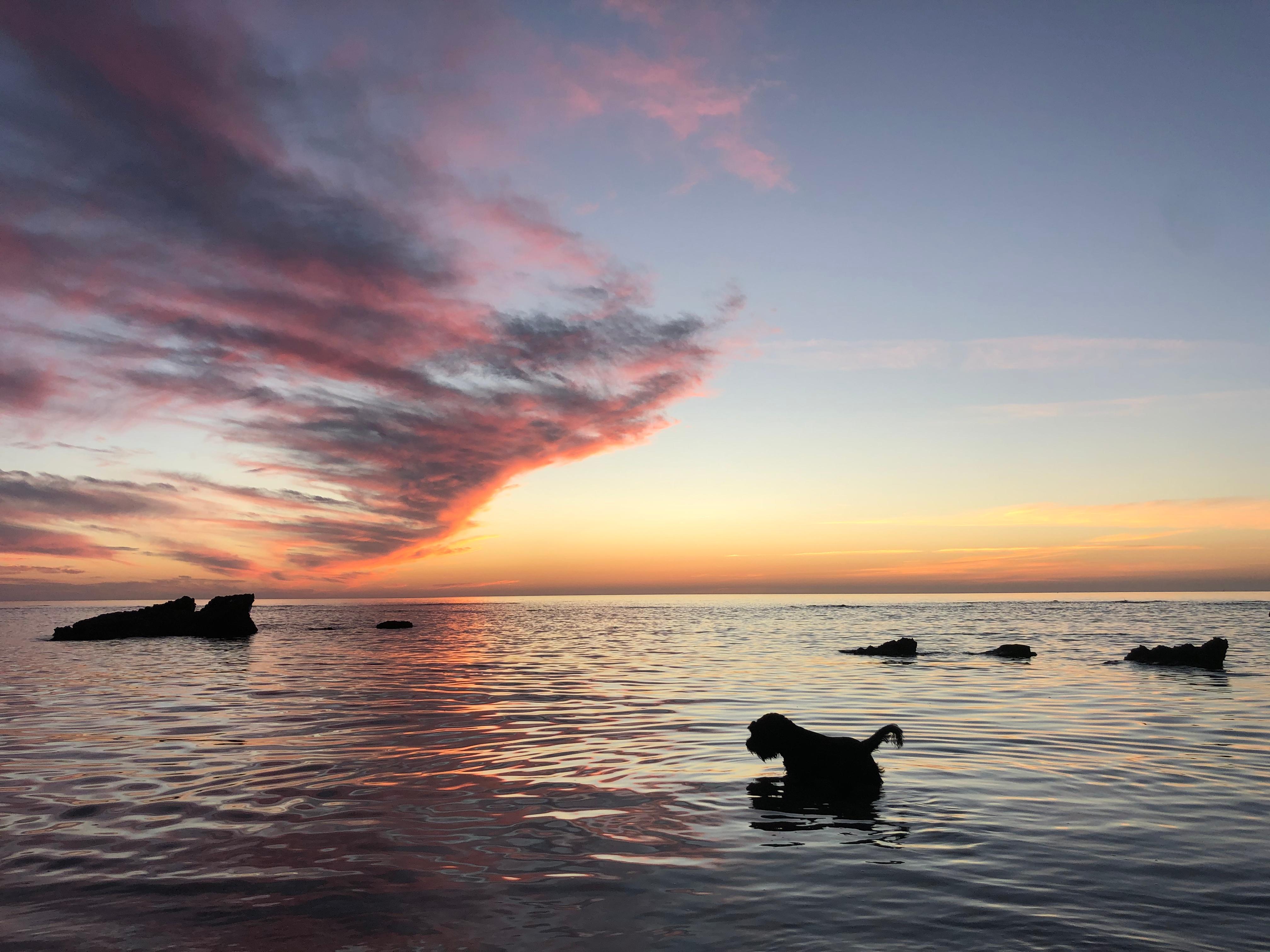 Color Photograph Roy Dagan - Schnauzer - photographie couleur, photographie animalière
