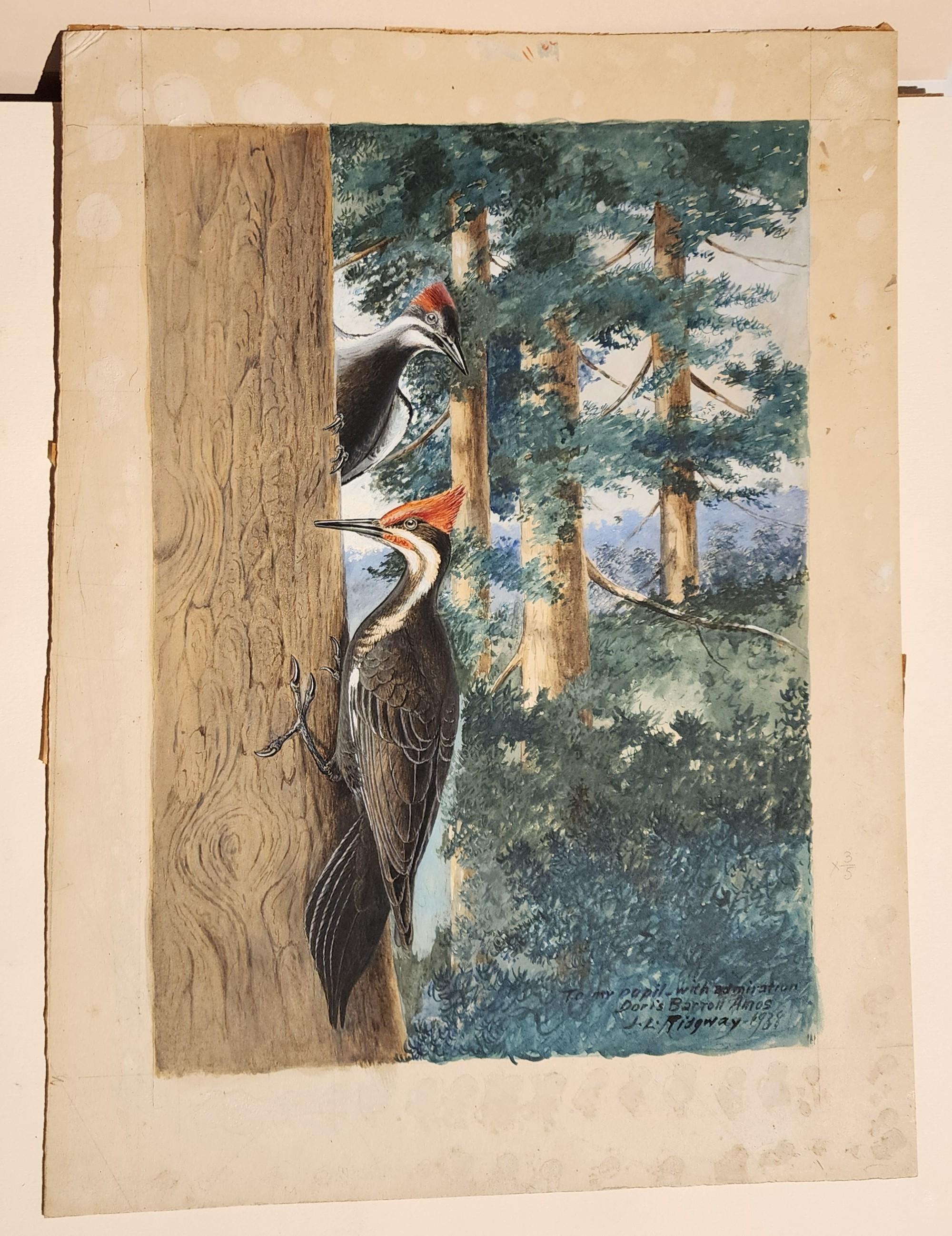 Imperial Woodpecker, auch bekannt als Elfenbeinspecht, Ornithologie, Vogelbeobachtung (Amerikanischer Realismus), Art, von John L. Ridgeway