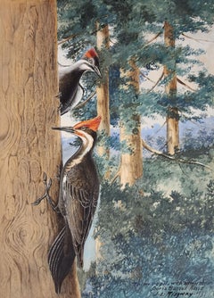 Imperial Woodpecker, aka Ivory Billed Woodpecker, Ornithology, Birdwatching