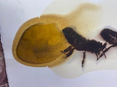 Bees Text Sicilia Yellow Black Wax Poetry