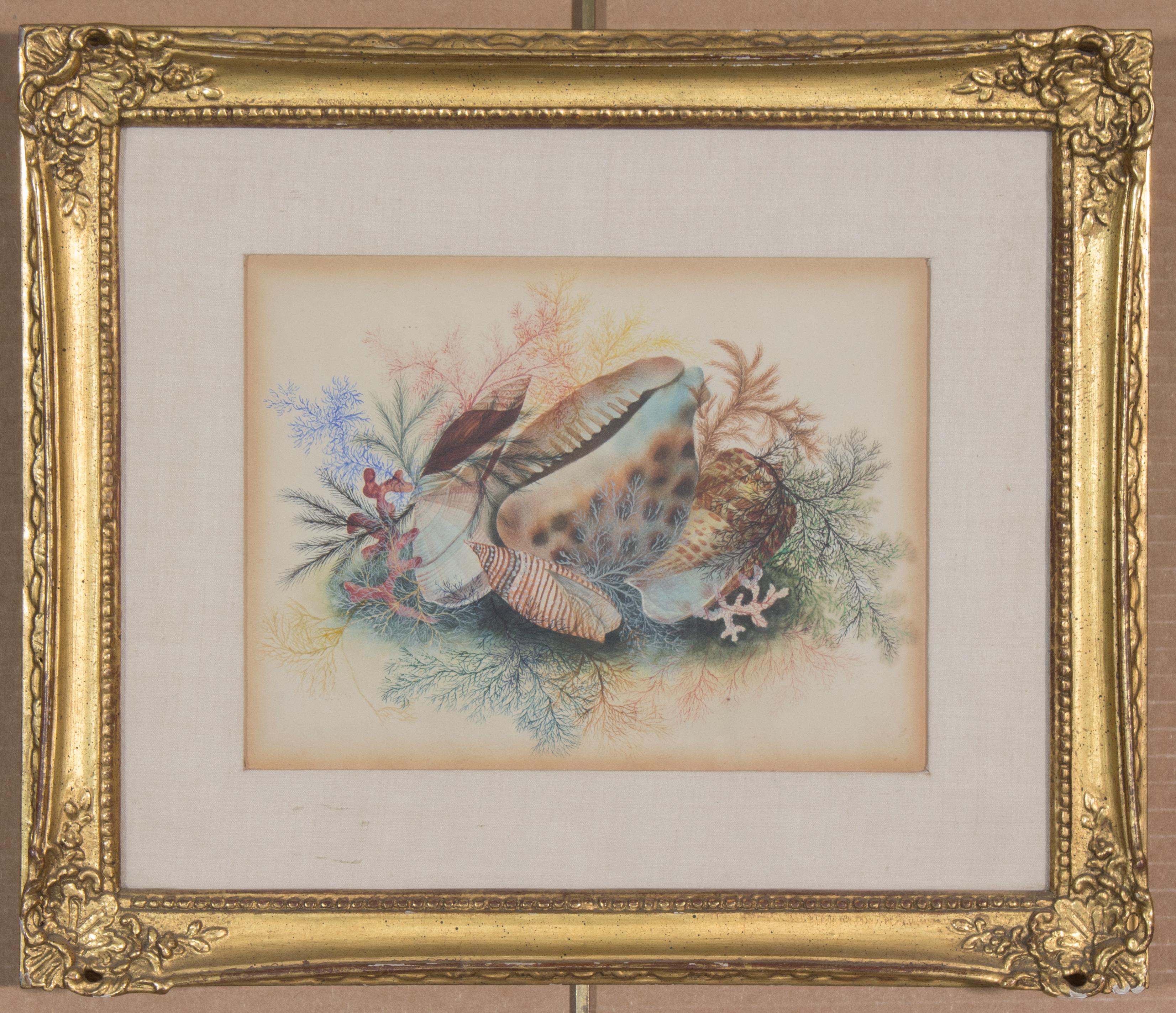 Aquarelle du XIXe siècle représentant des coquillages et des algues