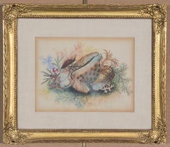 Aquarelle du XIXe siècle représentant des coquillages et des algues