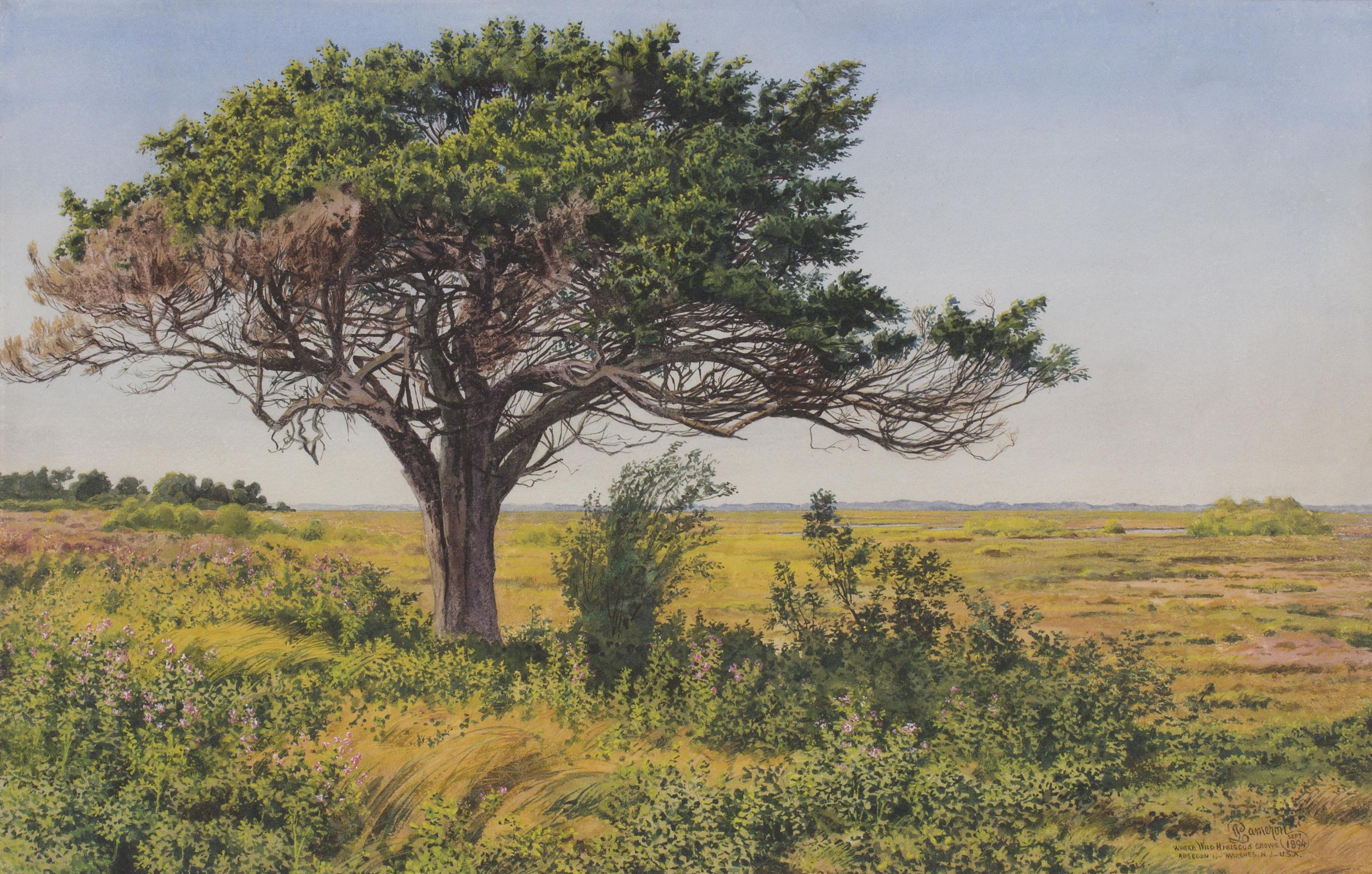 Where Wild Hibiscus Grows, Absecon Island, NJ, Watercolor of Jersey Shore 1894 - Art by Peter Caledon Cameron