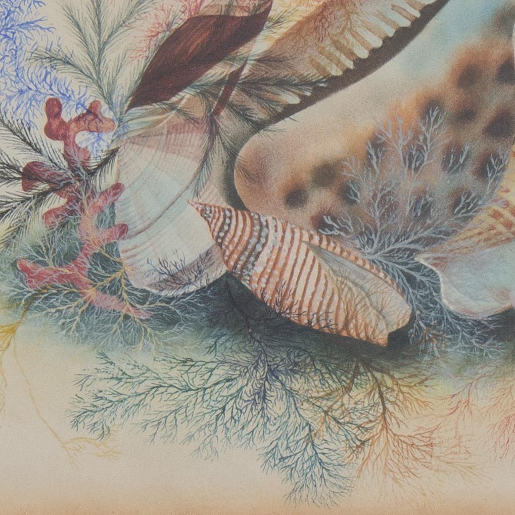 Nineteenth Century Watercolor of Shells and Seaweed - Realist Art by Unknown
