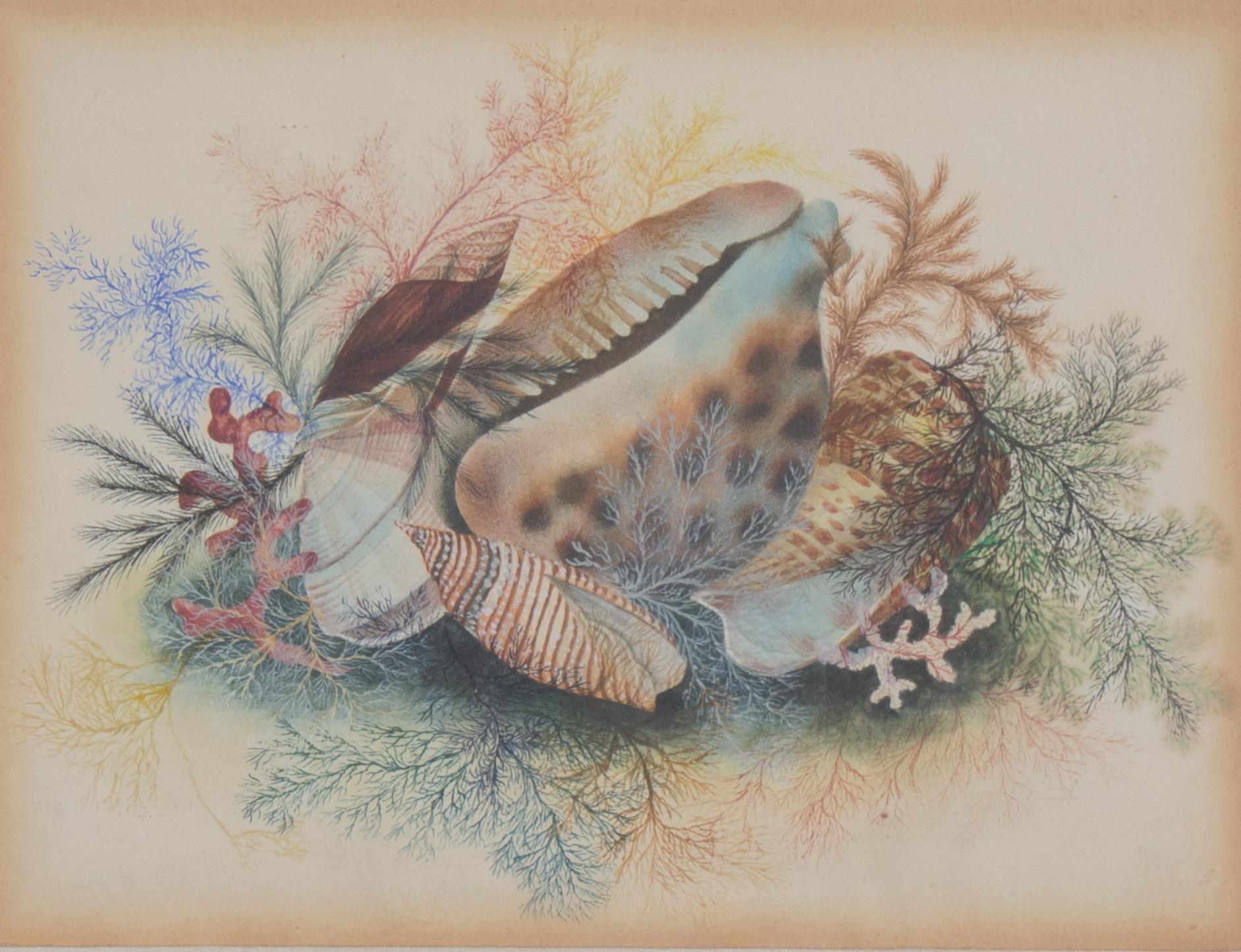 Nineteenth Century Watercolor of Shells and Seaweed - Art by Unknown