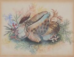 Nineteenth Century Watercolor of Shells and Seaweed