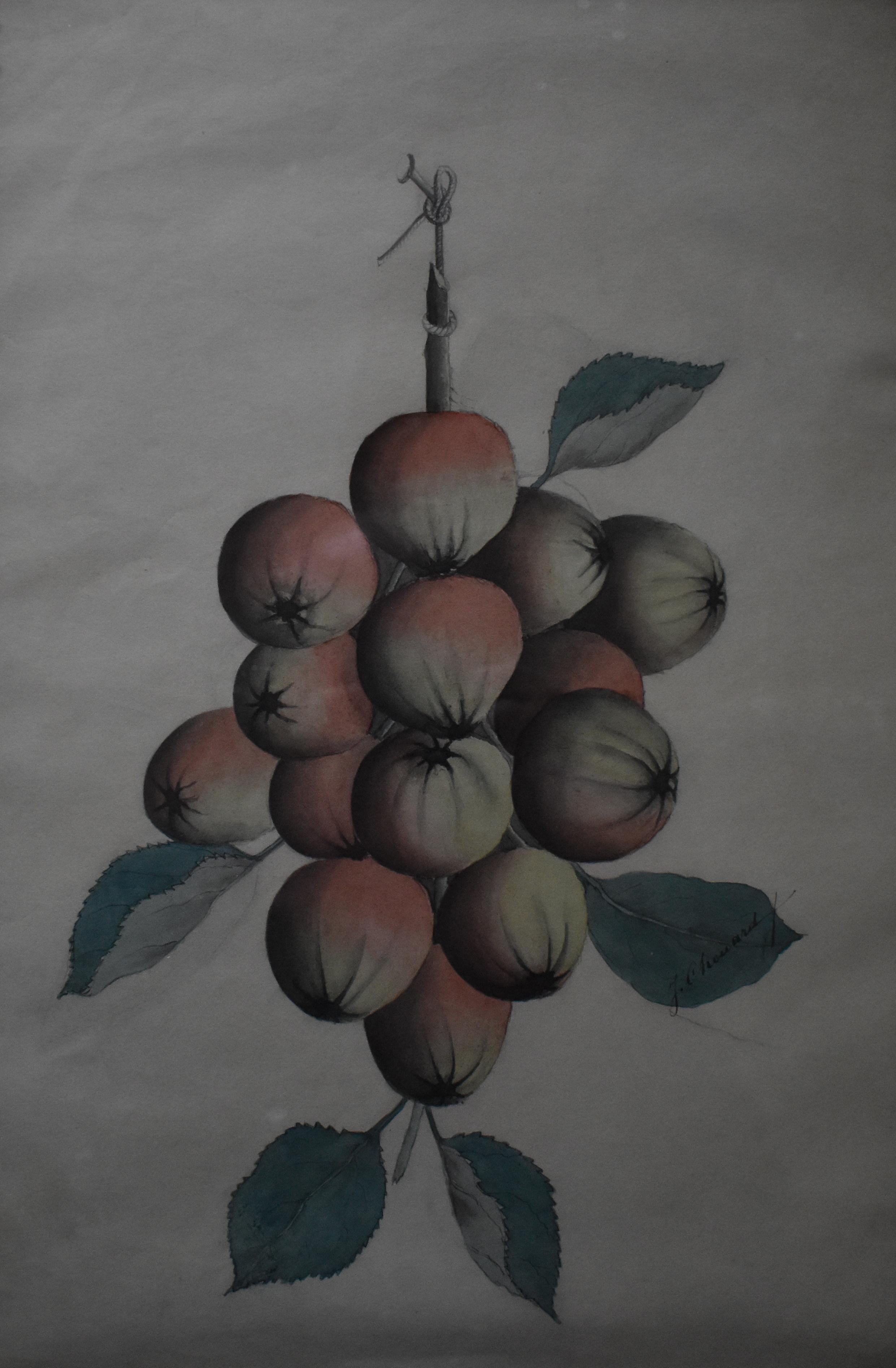 Martin Jules CHOUARD (1839-1919) Swags of Apples a Pair of Watercolours c1890

A near pair of decorative watercolour paintings signed and presented in expensive stylish maple frames.
An amateur painter, Chouard produced mostly floral and still life