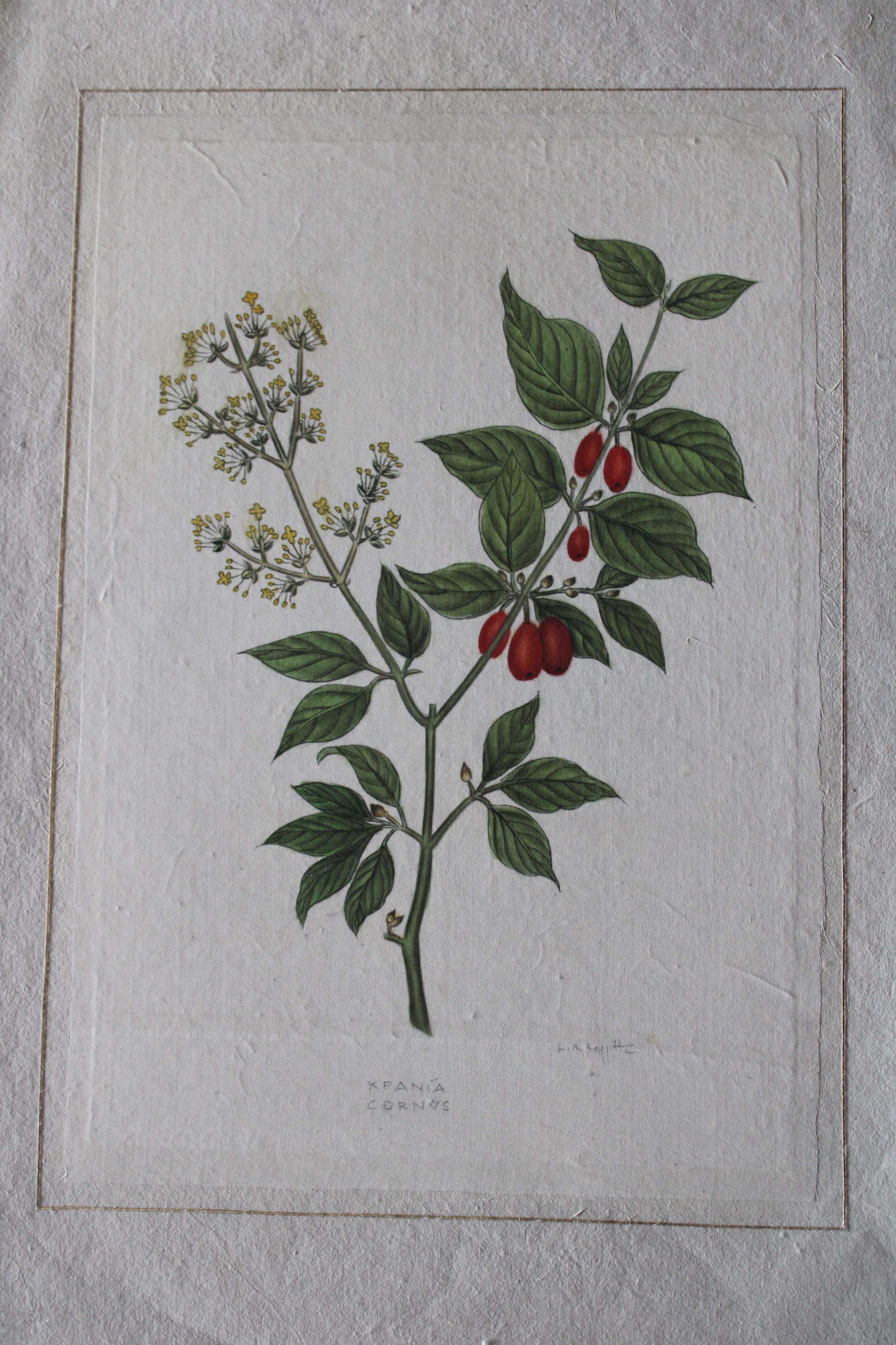 Set di 2 acquerelli botanici d'epoca su seta di La Roche Laffitte in vendita 9