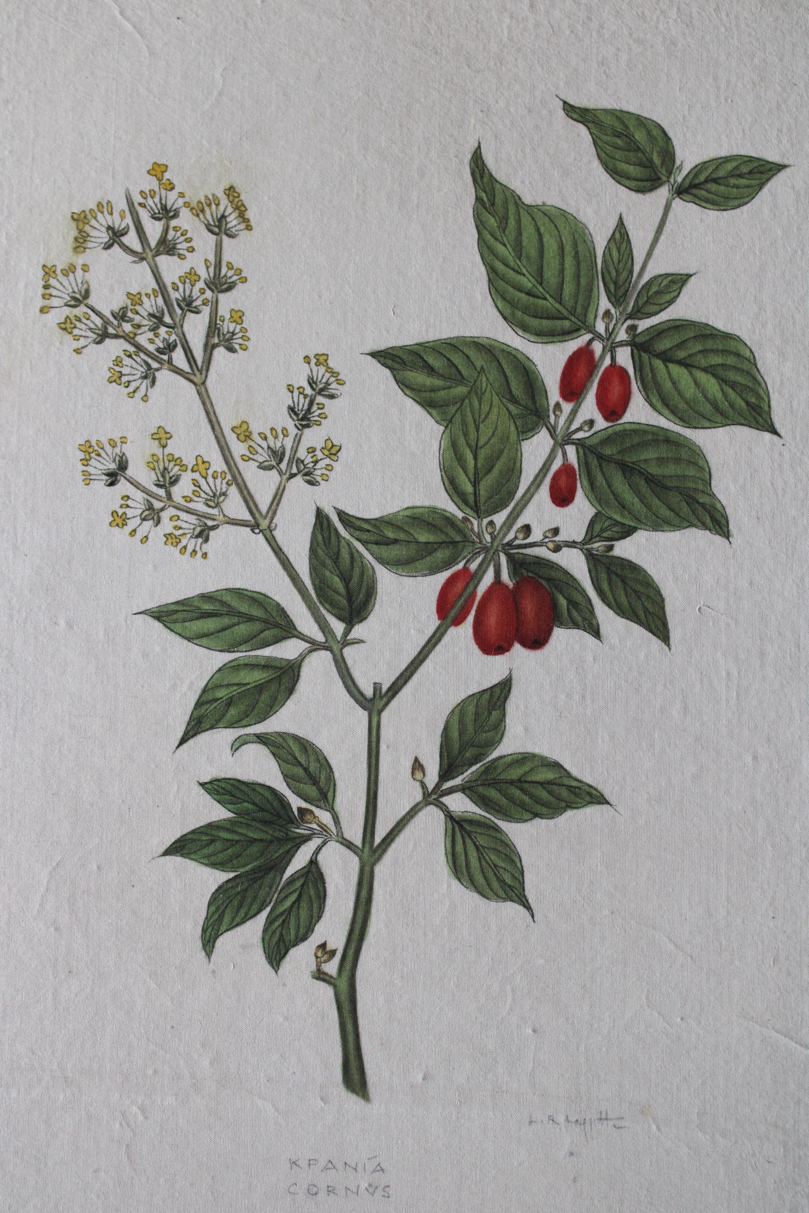 Set di 2 acquerelli botanici d'epoca su seta di La Roche Laffitte in vendita 10
