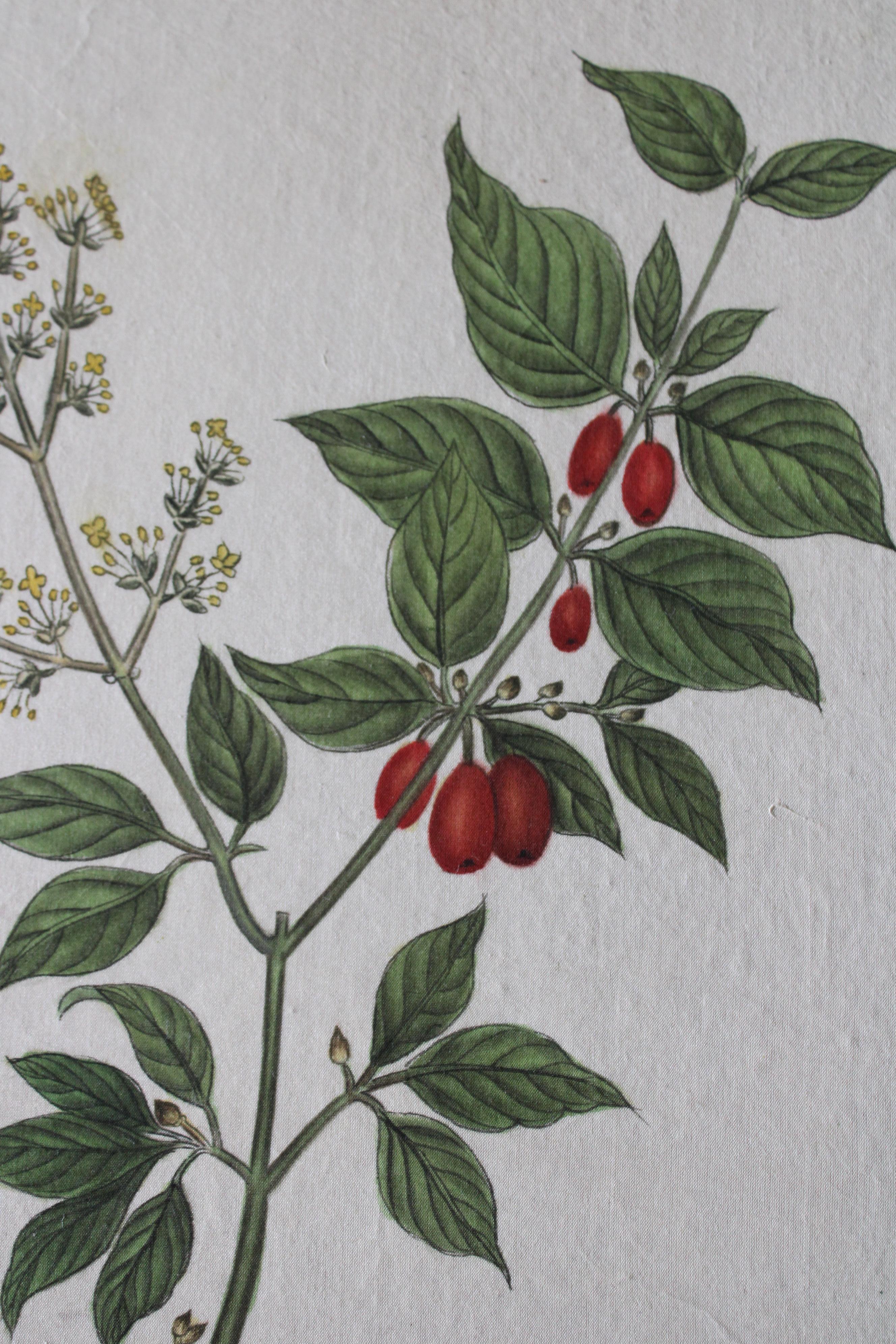 Set di 2 acquerelli botanici d'epoca su seta di La Roche Laffitte in vendita 11