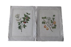 Set of 2 Vintage Botanical watercolour on silk pair by La Roche Laffitte