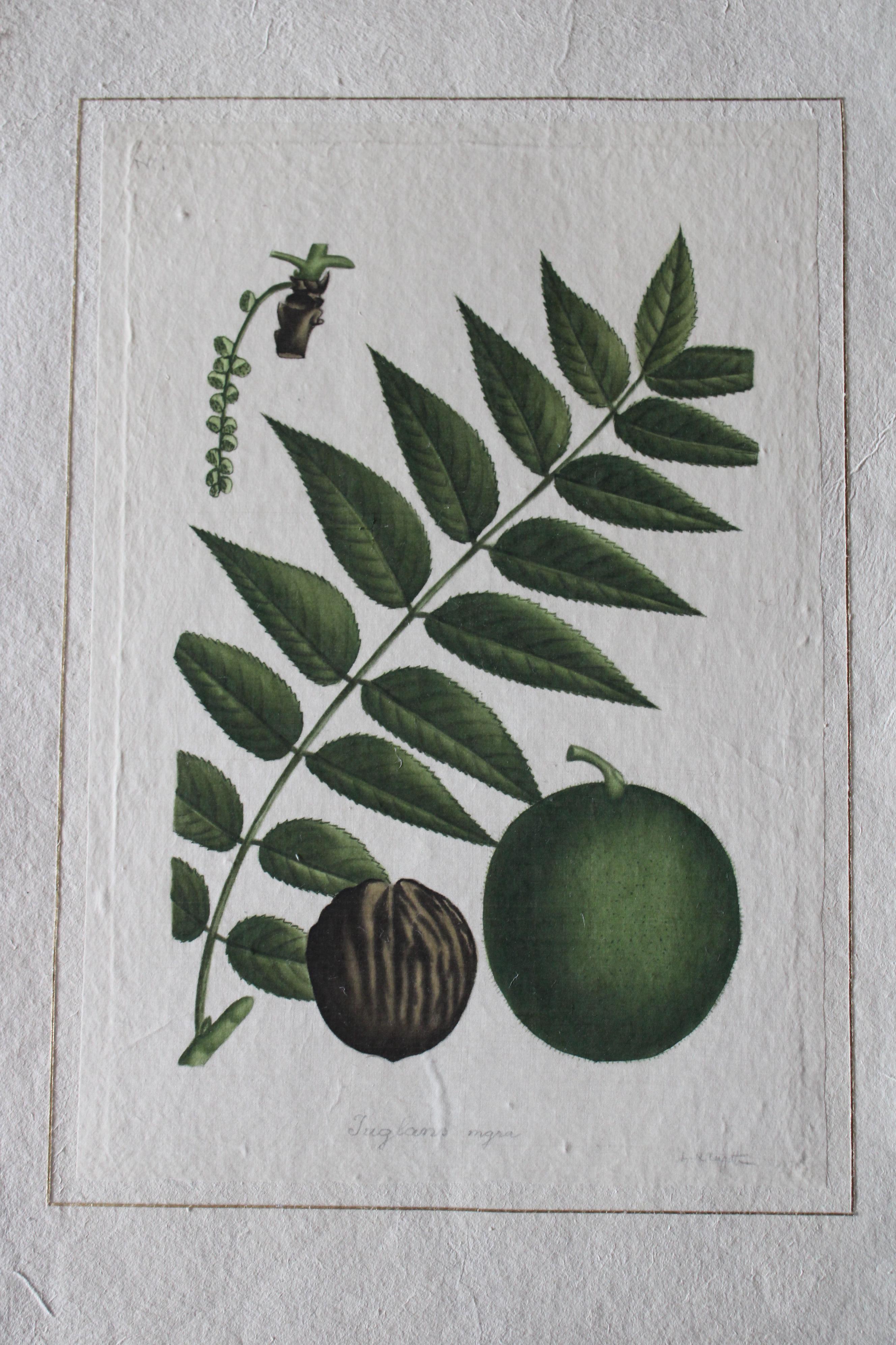 Ensemble de 2 aquarelles botaniques vintage La Roche Laffitte sur soie en vente 13