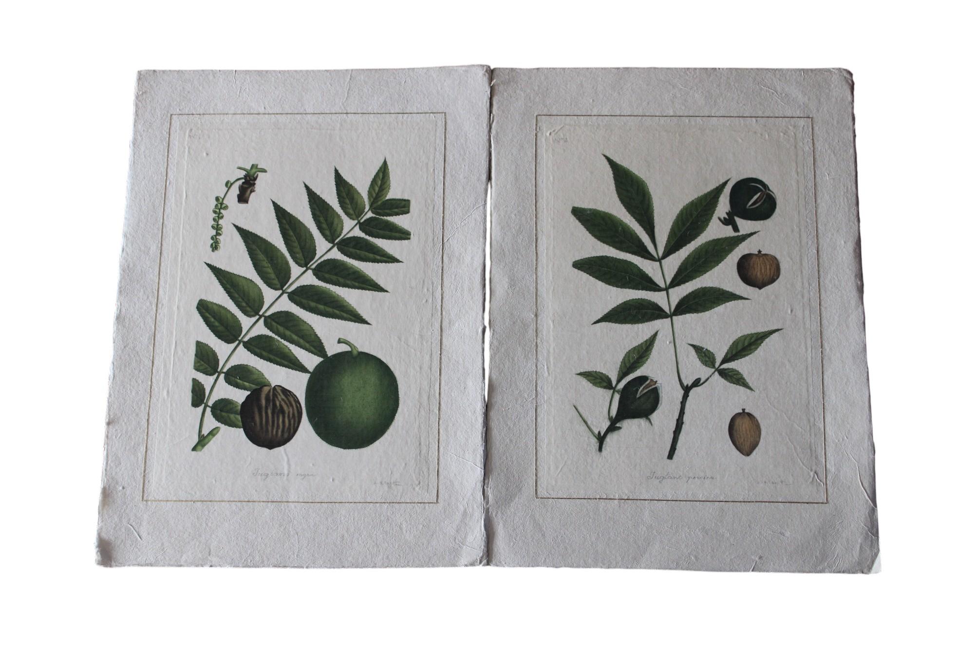 Set of 2 La Roche Laffitte Vintage Botanical watercolor on silk pair