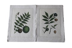 Set of 2 La Roche Laffitte Vintage Botanical watercolor on silk pair