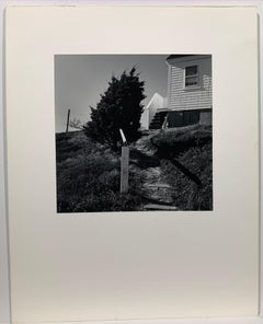 Leaning Pine (Cape Cod)