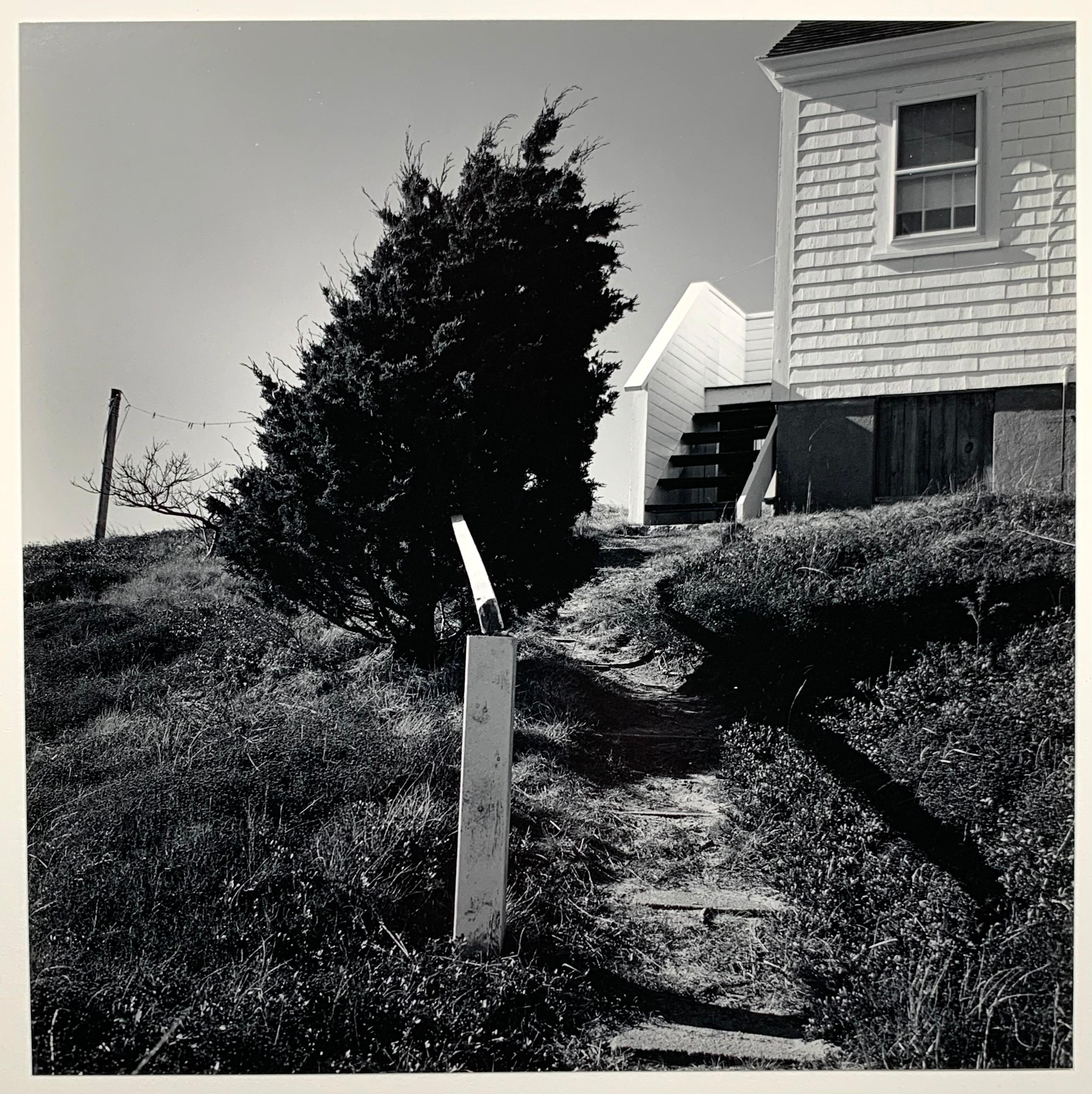 Anthony Zega Black and White Photograph - Leaning Pine (Cape Cod)