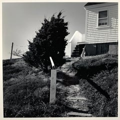 Vintage Leaning Pine (Cape Cod)