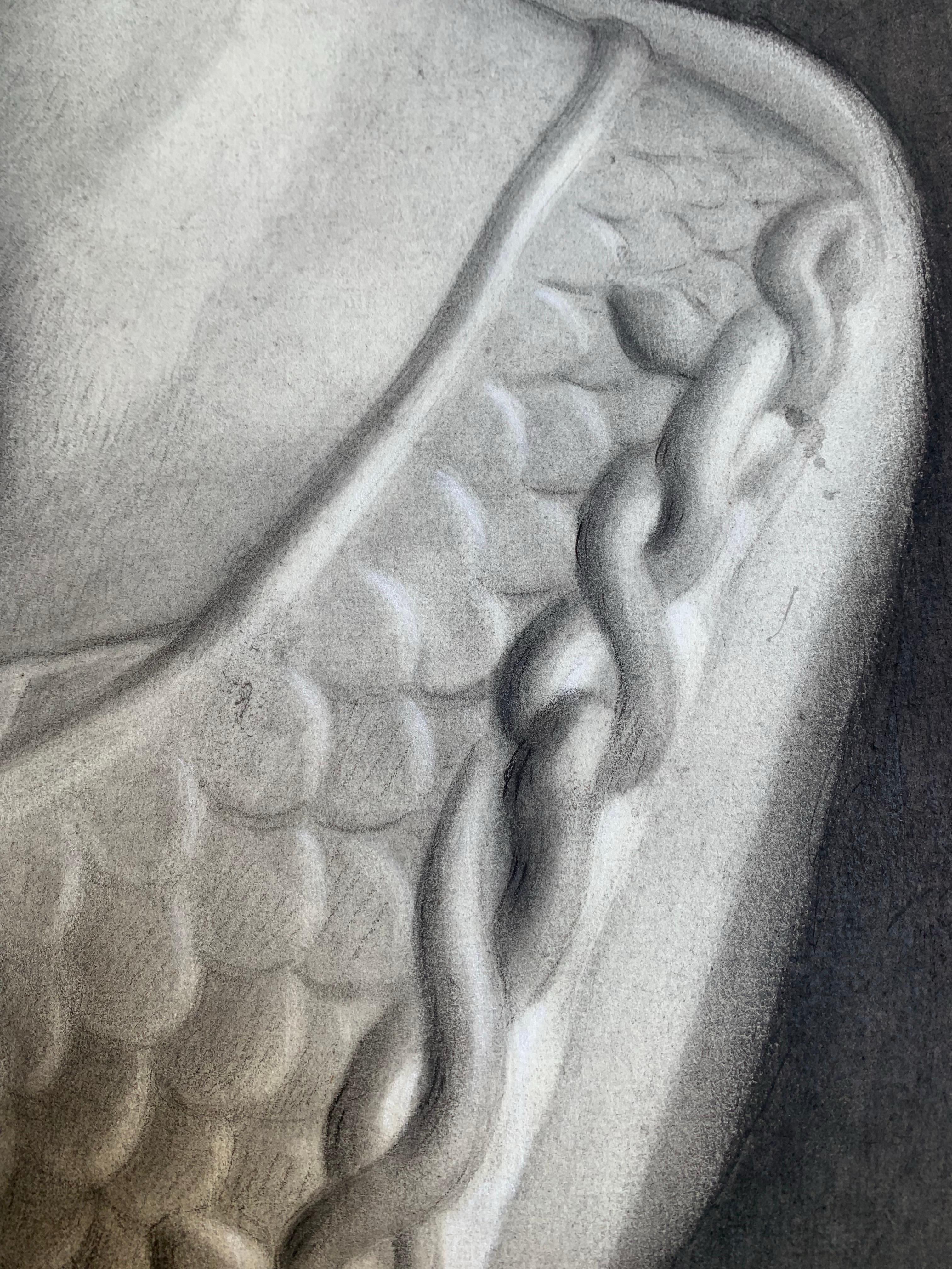 Dibujo académico del siglo XIX: Estudio al carboncillo del busto de Palas Atenea - Portrait Marrón de Unknown