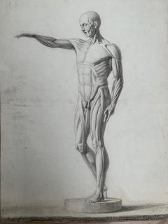 Dibujo académico: L'Écorché de Houdon. Escuela italiana. Siglo XIX. 59x44cm