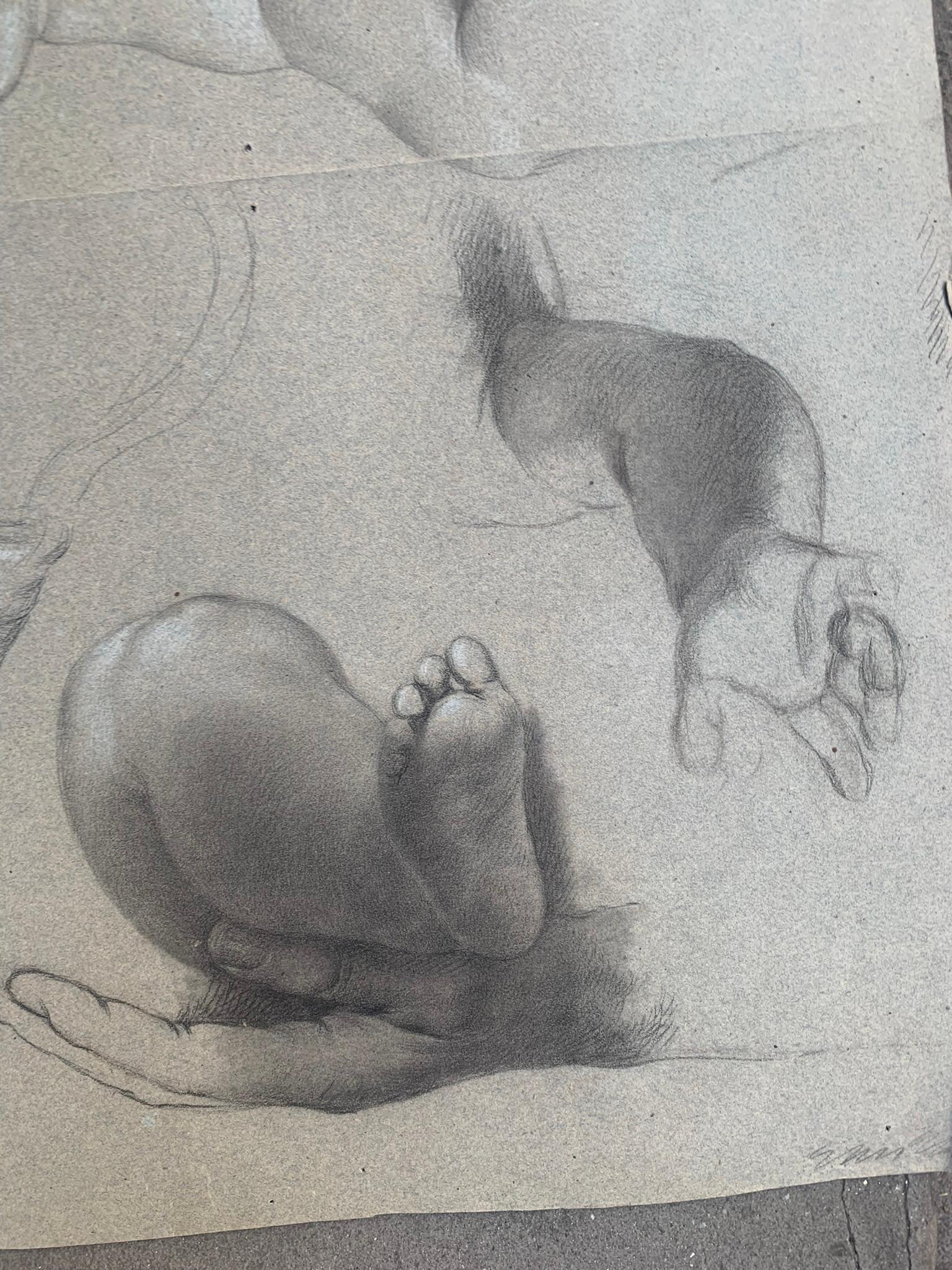 Akademische Untersuchung der Hände und Füße eines Kindes.
Neunzehntes Jahrhundert.
Zeichnung auf leicht bläulich-grauem Papier. Anatomische Studien sind Vorbereitungen für ein Gemälde oder Fresko mit Kindern oder Engeln.
Auf der anderen Seite