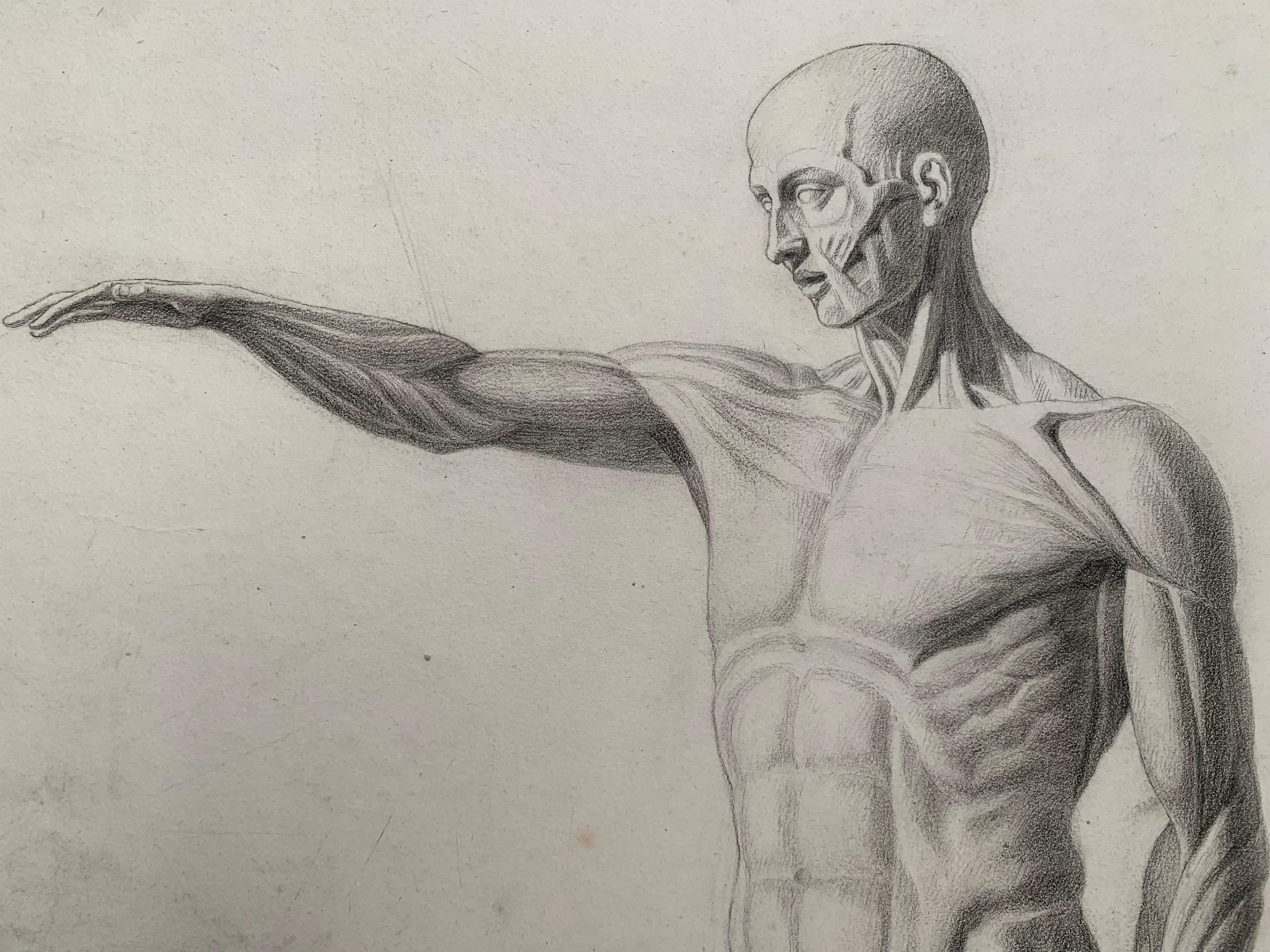 Akademische Zeichnung: L'Écorché von Houdon. Italienische Schule. 19. Jahrhundert. 59x44cm (Grau), Figurative Art, von Unknown