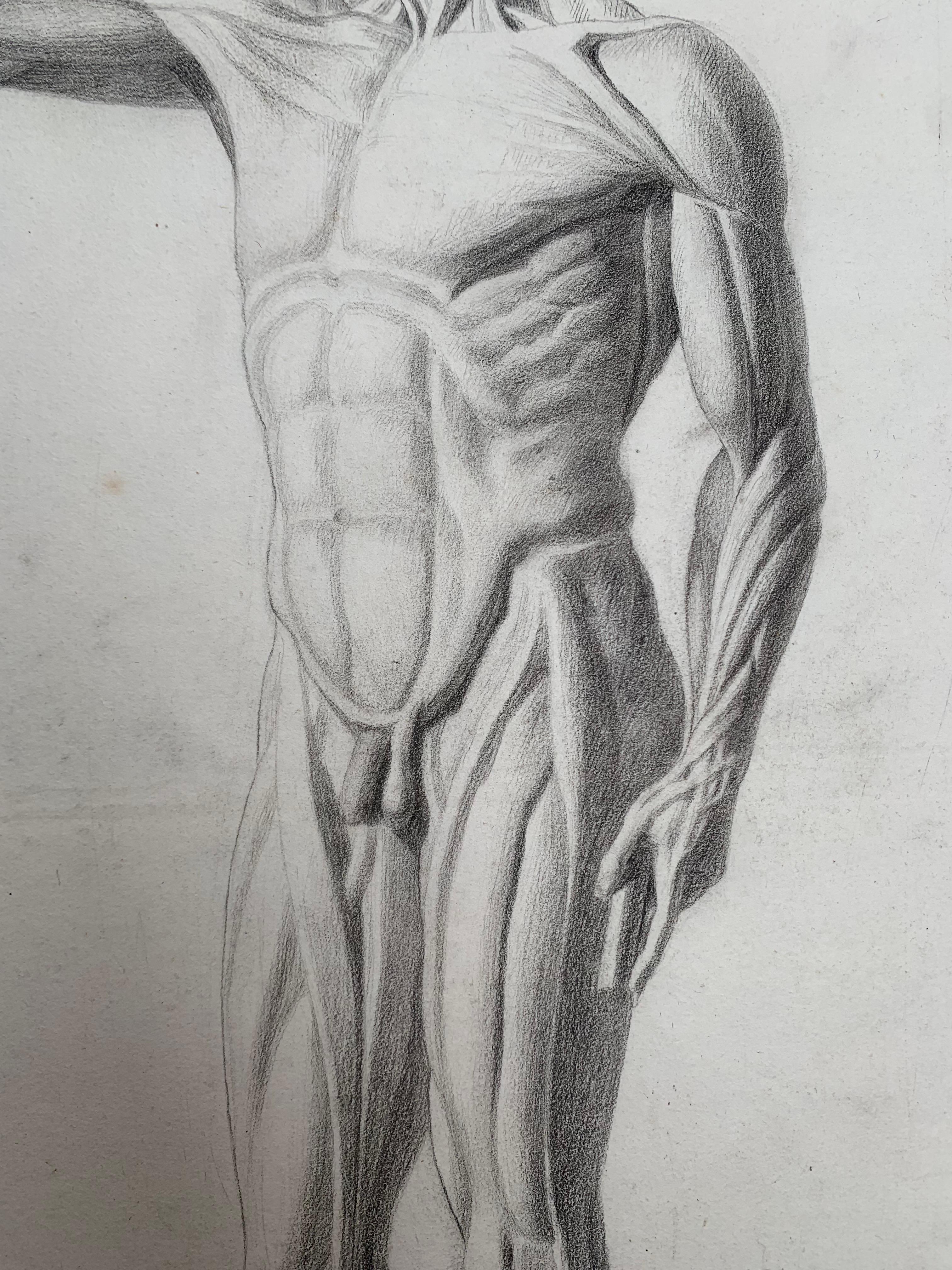 Akademische Zeichnung: L'Écorché von Houdon. Italienische Schule. 19. Jahrhundert. 59x44cm 1