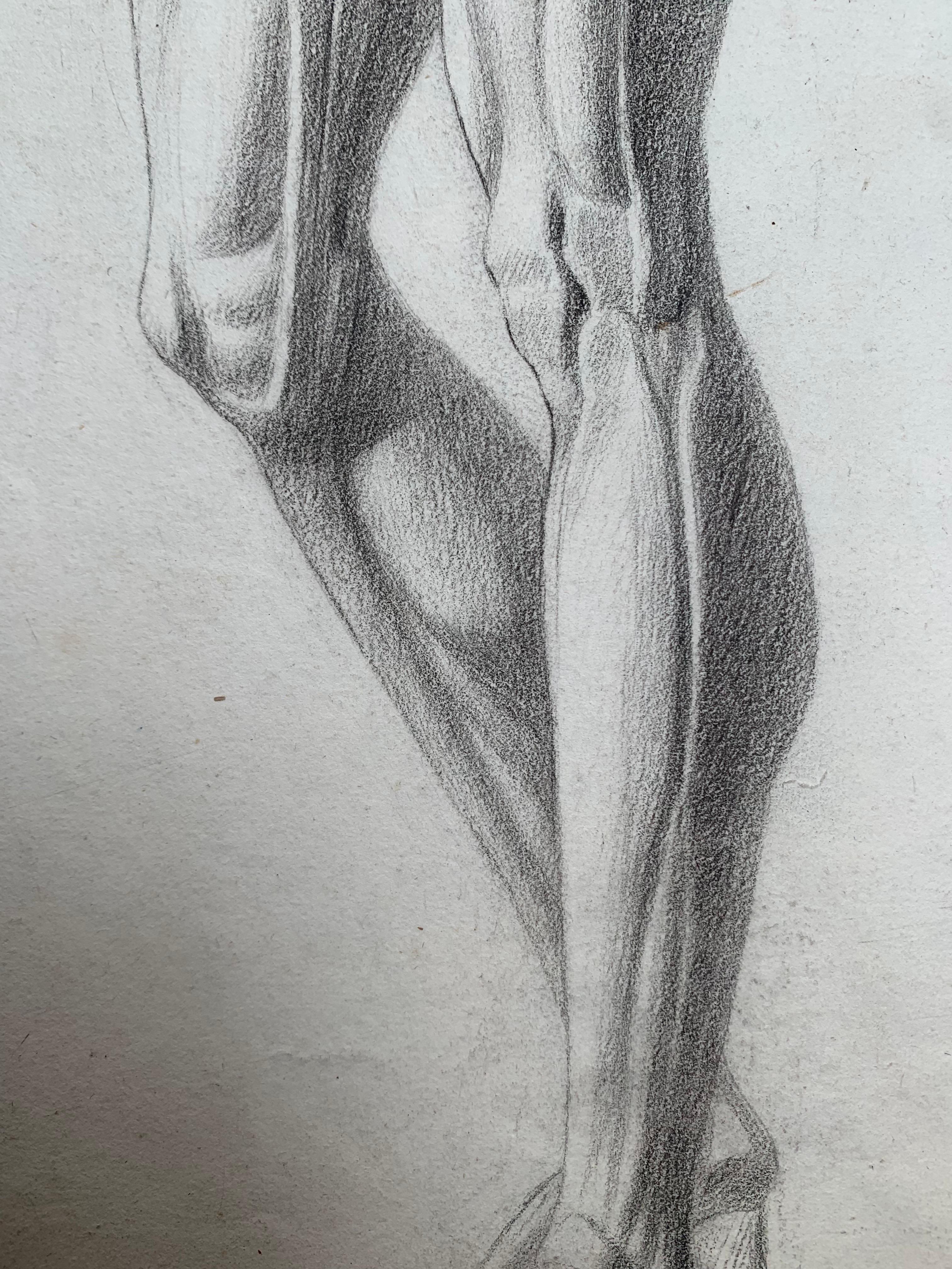 Akademische Zeichnung: L'Écorché von Houdon. Italienische Schule. 19. Jahrhundert. 59x44cm 2