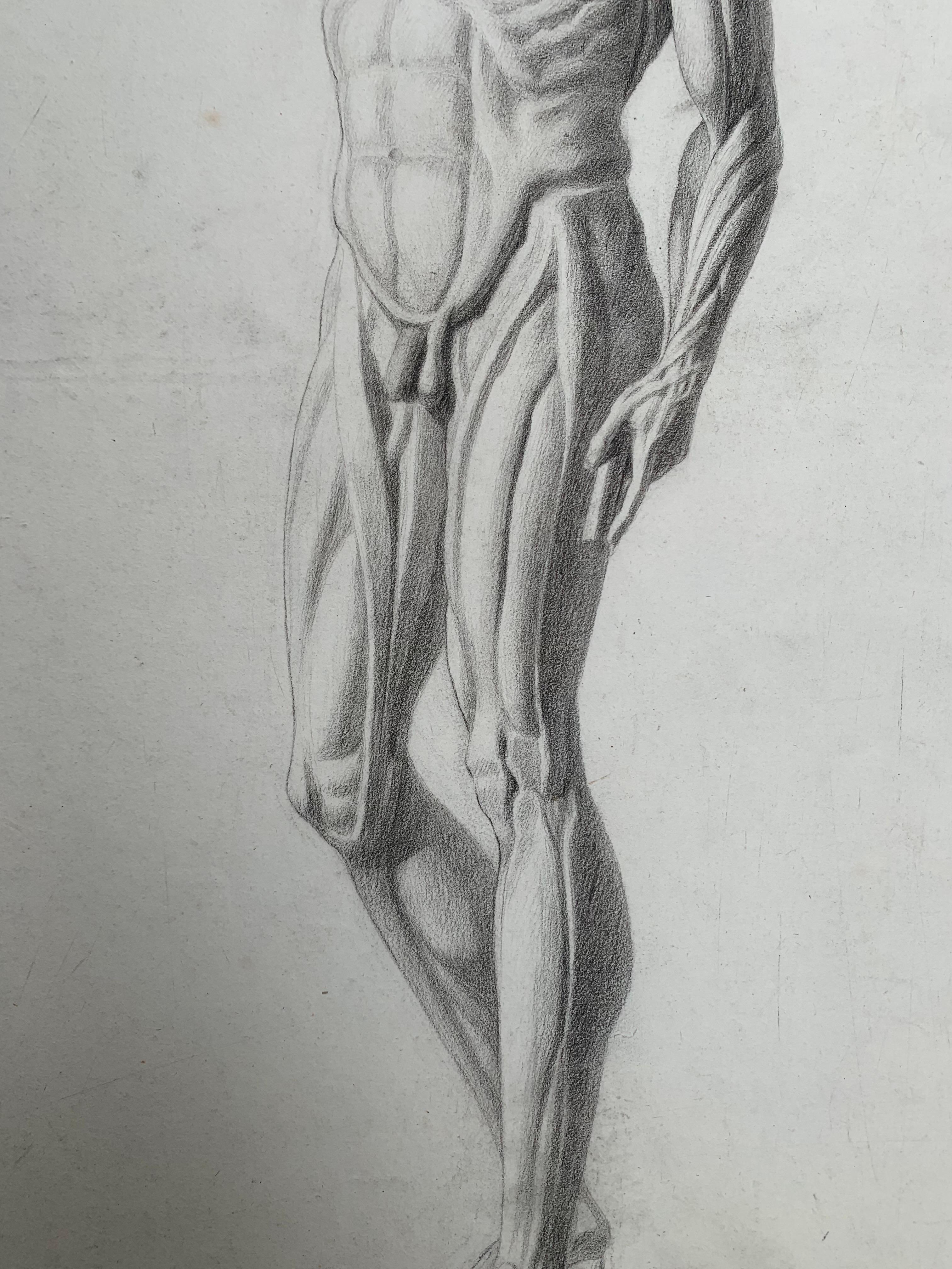 Disegno accademico: L'Écorché di Houdon. Scuola italiana. XIX secolo. 59x44cm in vendita 2