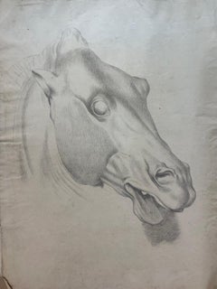 Academic Study of a Horse’s Head