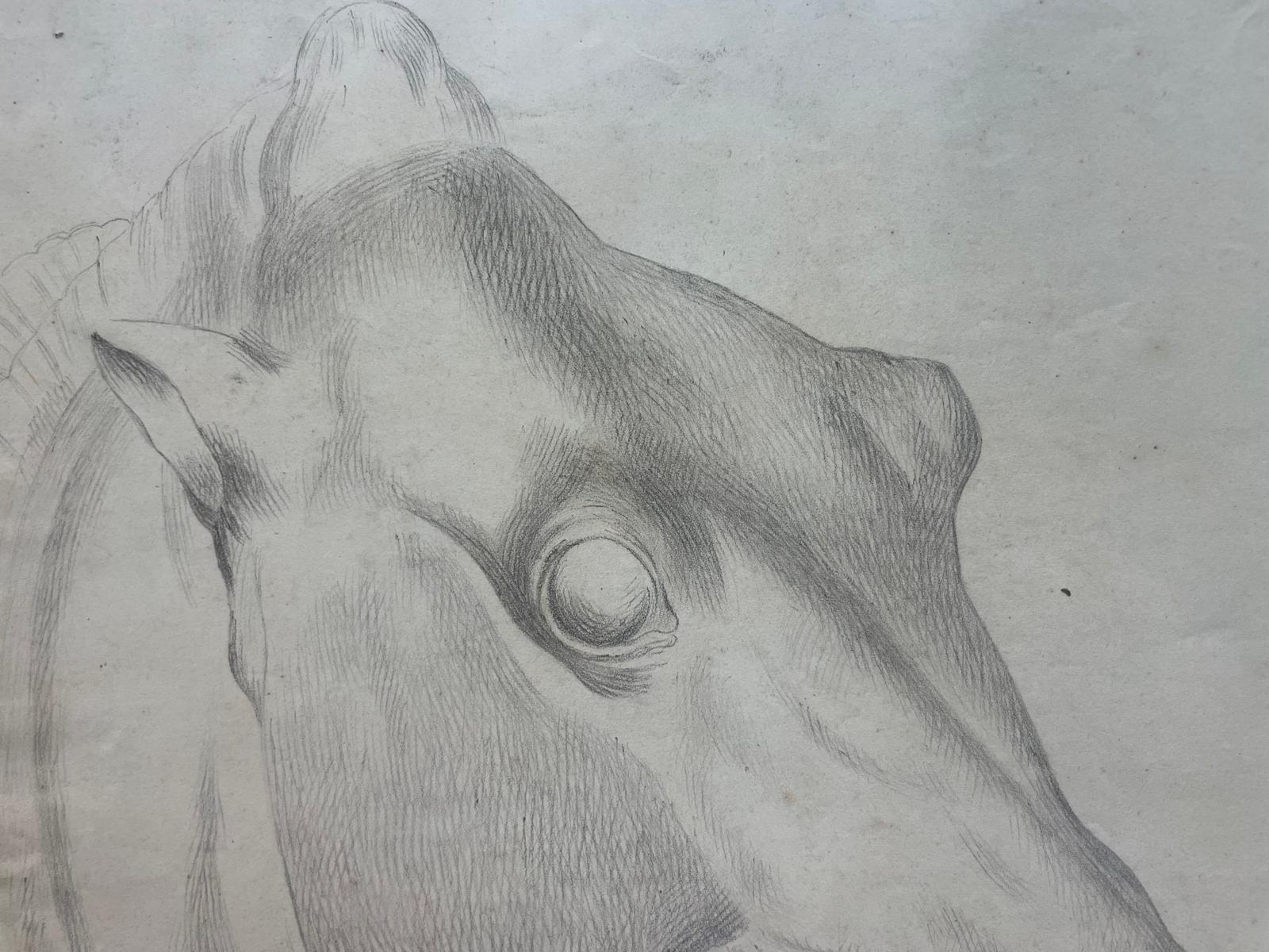 Estudio académico de la cabeza de un caballo - Art Escuela italiana de Unknown