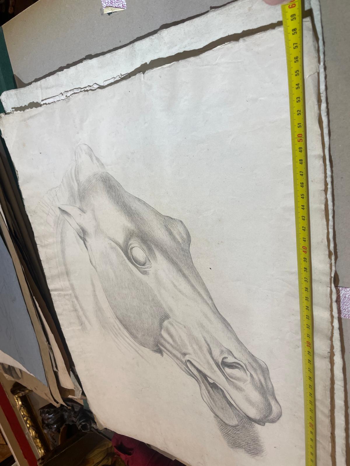 Estudio académico de la cabeza de un caballo - Figurative Art Gris de Unknown