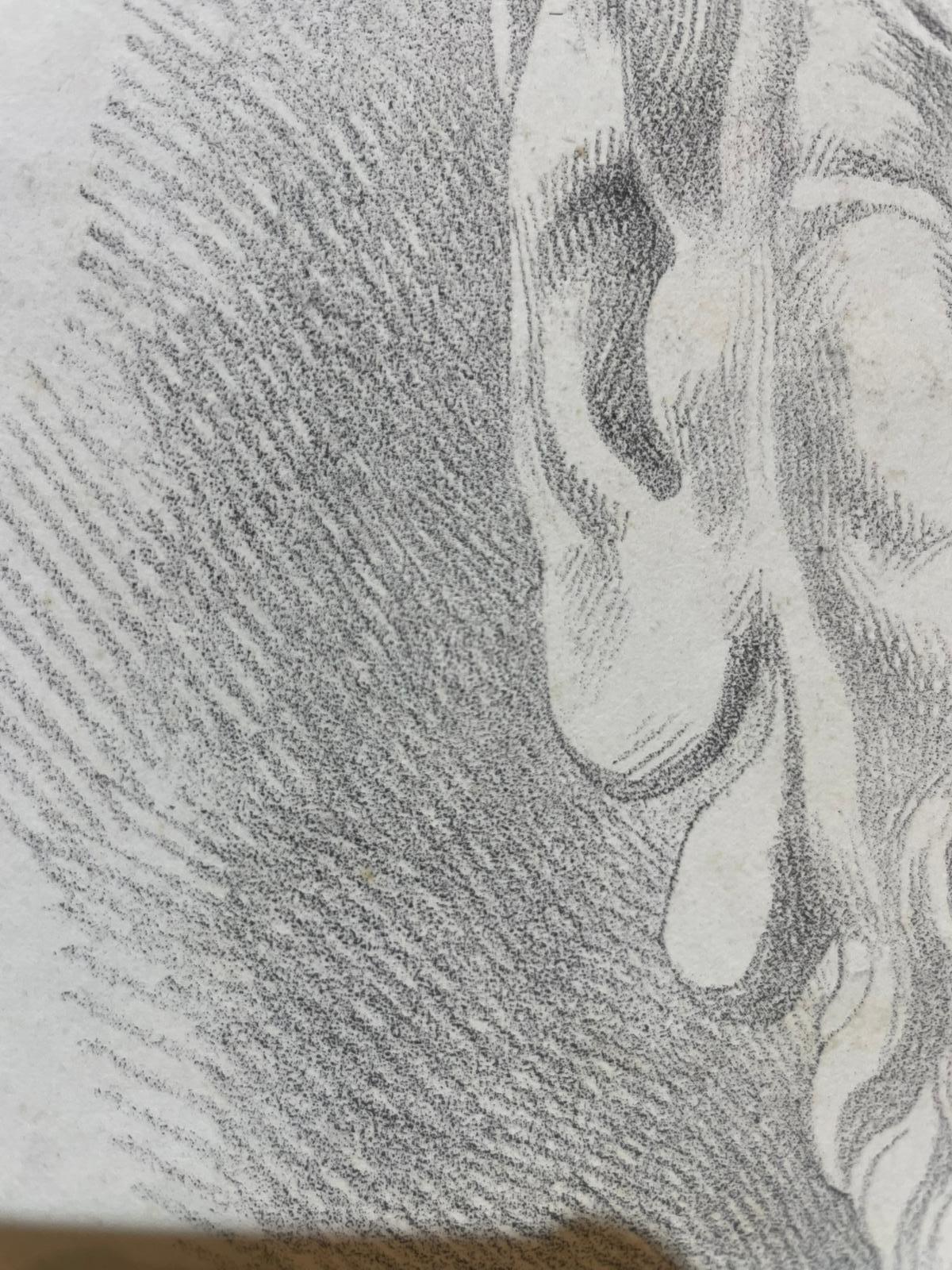 Masque de satyre, étude académique d'après un modèle antique et l'œuvre perdue de Michelangelo, 49 × 32,5 cm
Milieu du XIXe siècle
Crayon sur papier

Étude académique d'une tête de satyre, basée sur un modèle antique et liée à la longue tradition