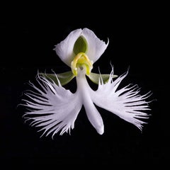 Naturalium 4 - White Egret Orchid