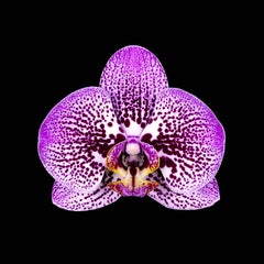 Naturalium 6 - Moth Orchid