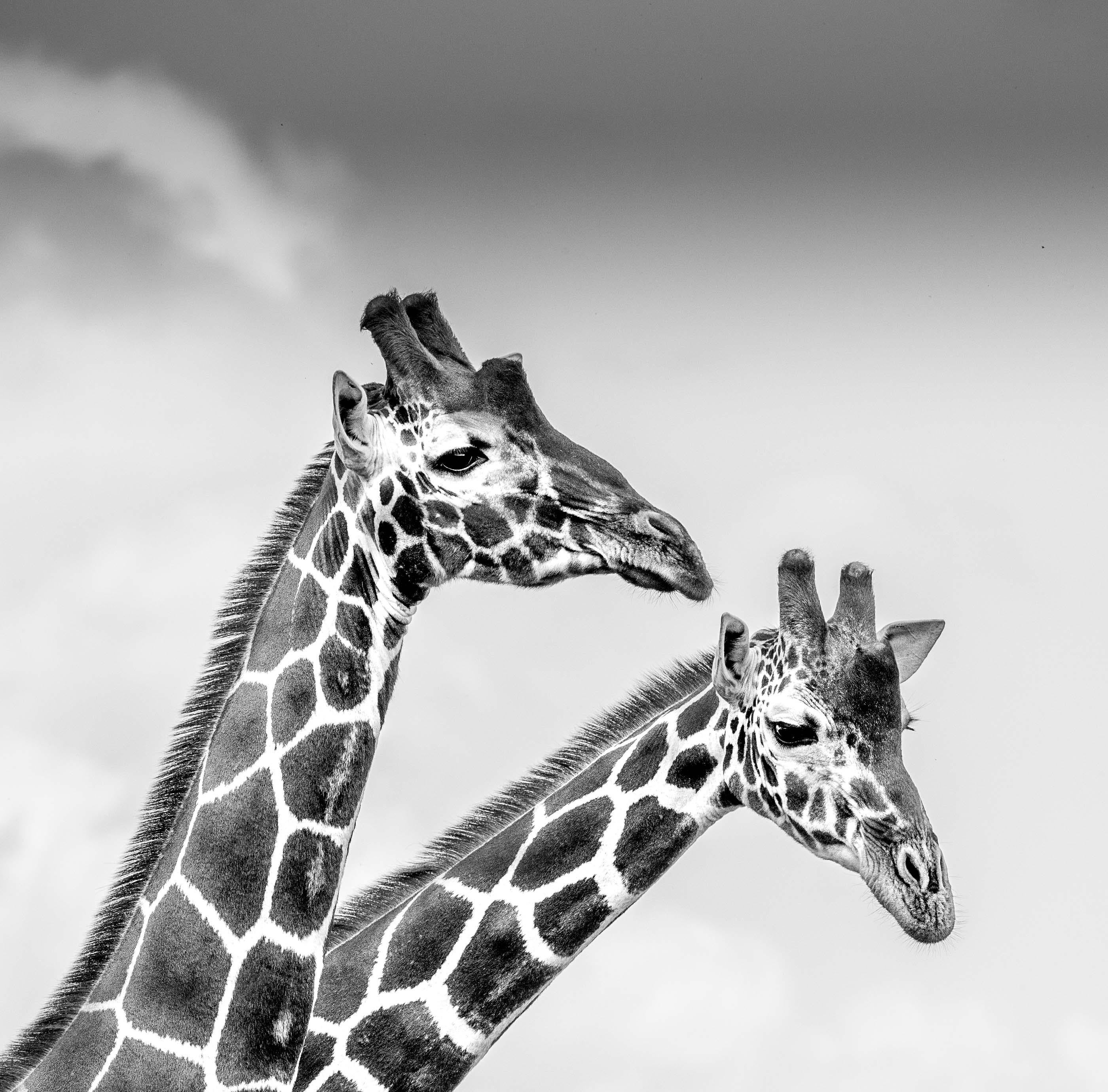 James Lewin Black and White Photograph - Two by Two, Lewa, Kenya. (18" x 18.26")